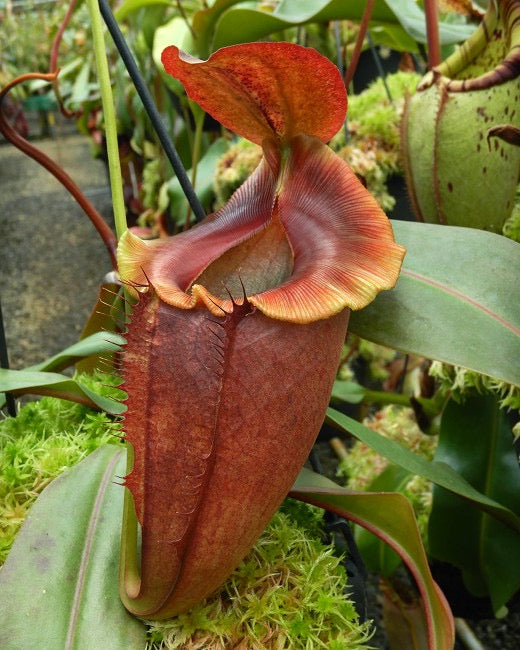 Nepenthes spathulata x tenuis Potted