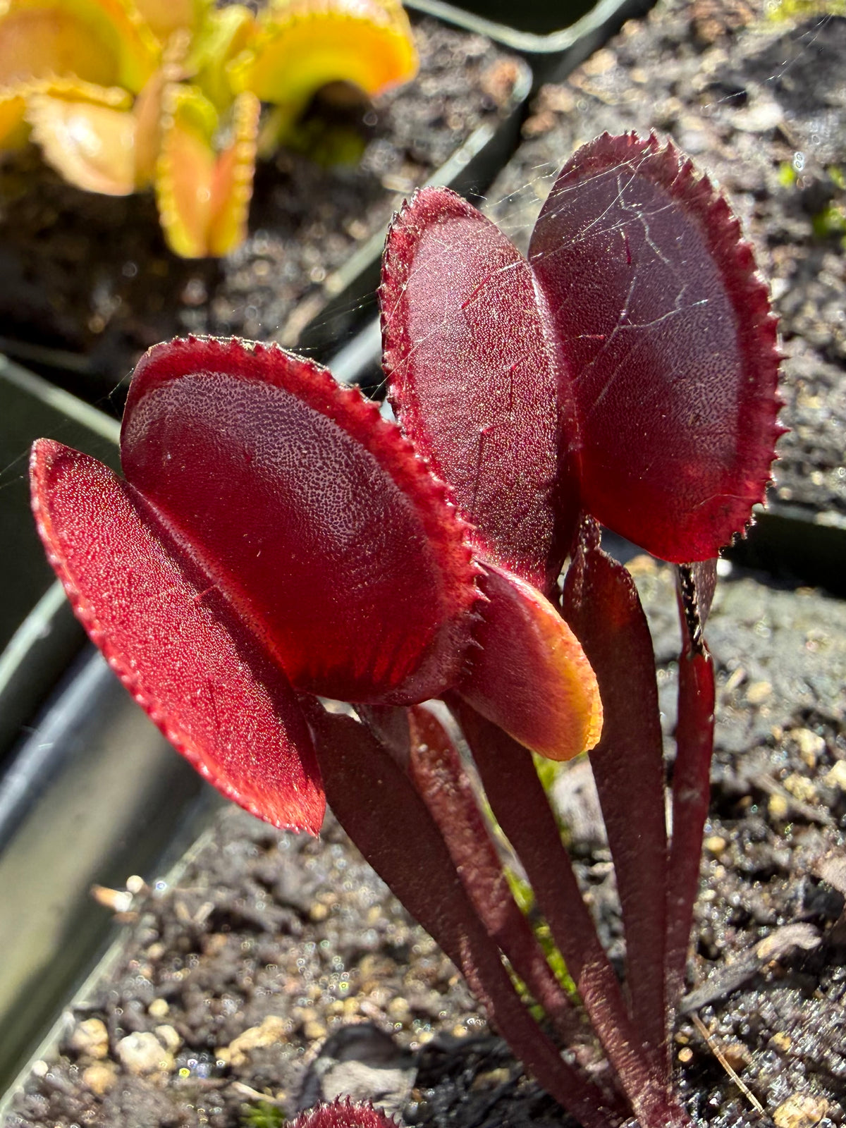 Dionaea m. “Bloodbender” Potted