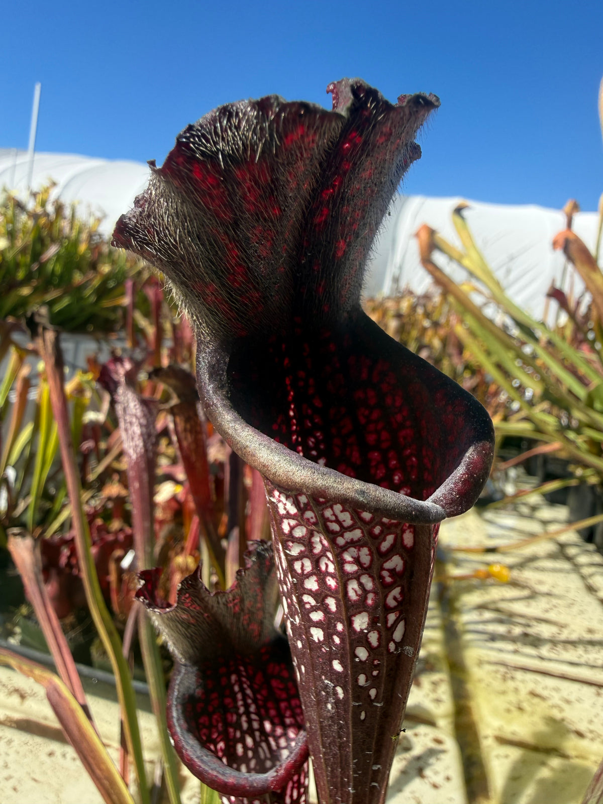 Sarracenia leucophylla ‘Black Sheer’ Potted