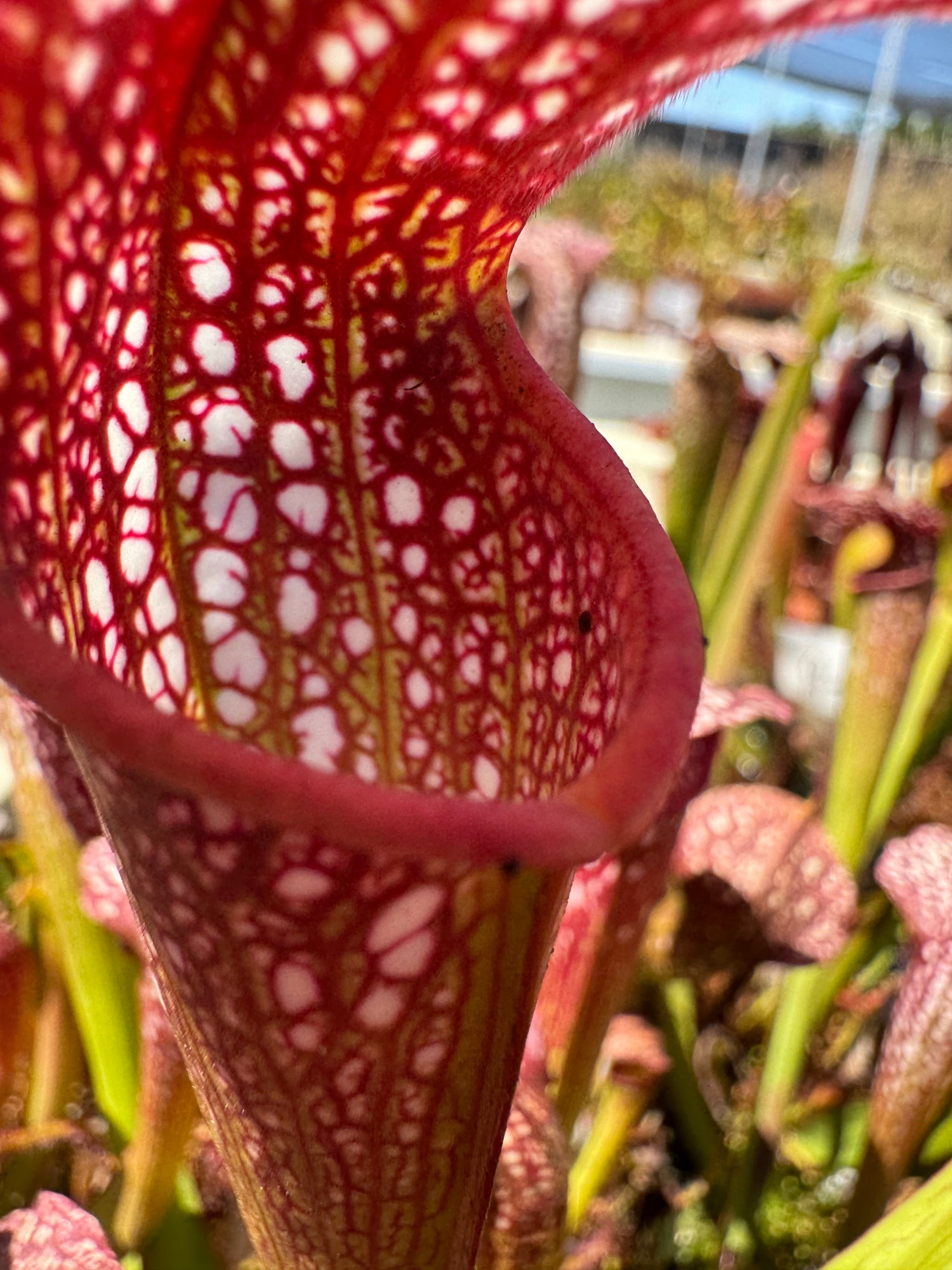 Sarracenia leucophylla “red” x minor ‘Giant’ Potted