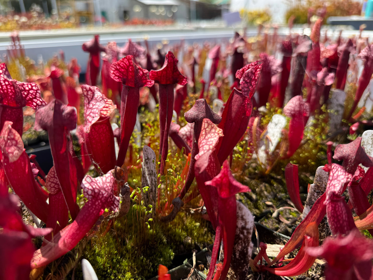 Sarracenia purpurea ssp venosa var montana x ( leucophylla “Red Giant” MKL18 x self ) Potted