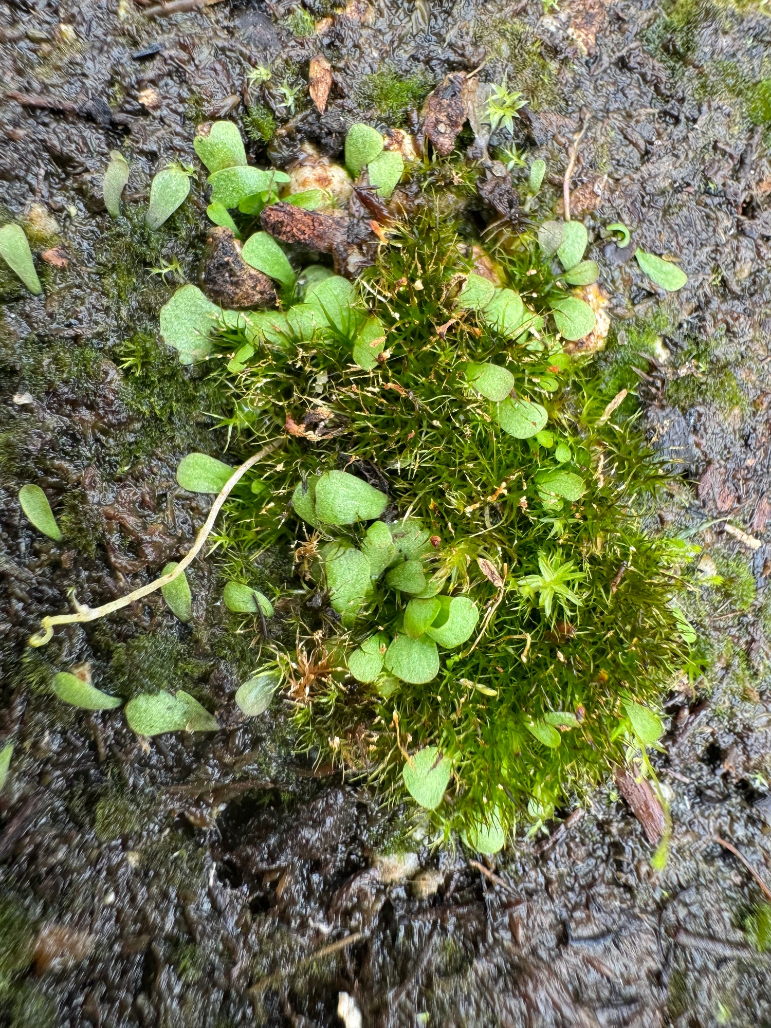 Utricularia livida Potted