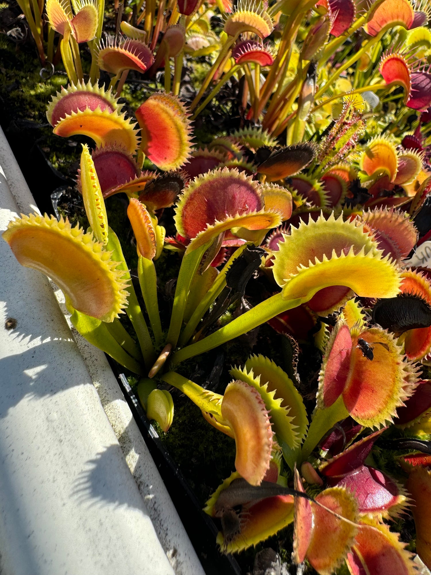 Dionaea m. ‘UK Sawtooth' Potted