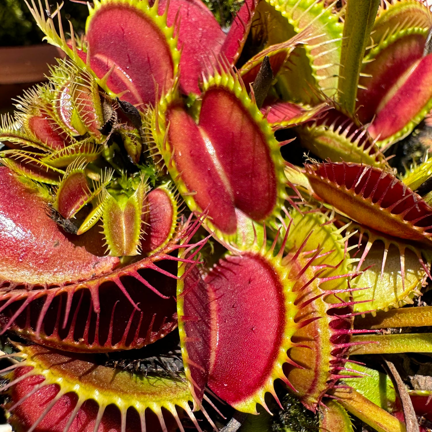 Dionaea m. 'Big Teeth Red Giant' Potted