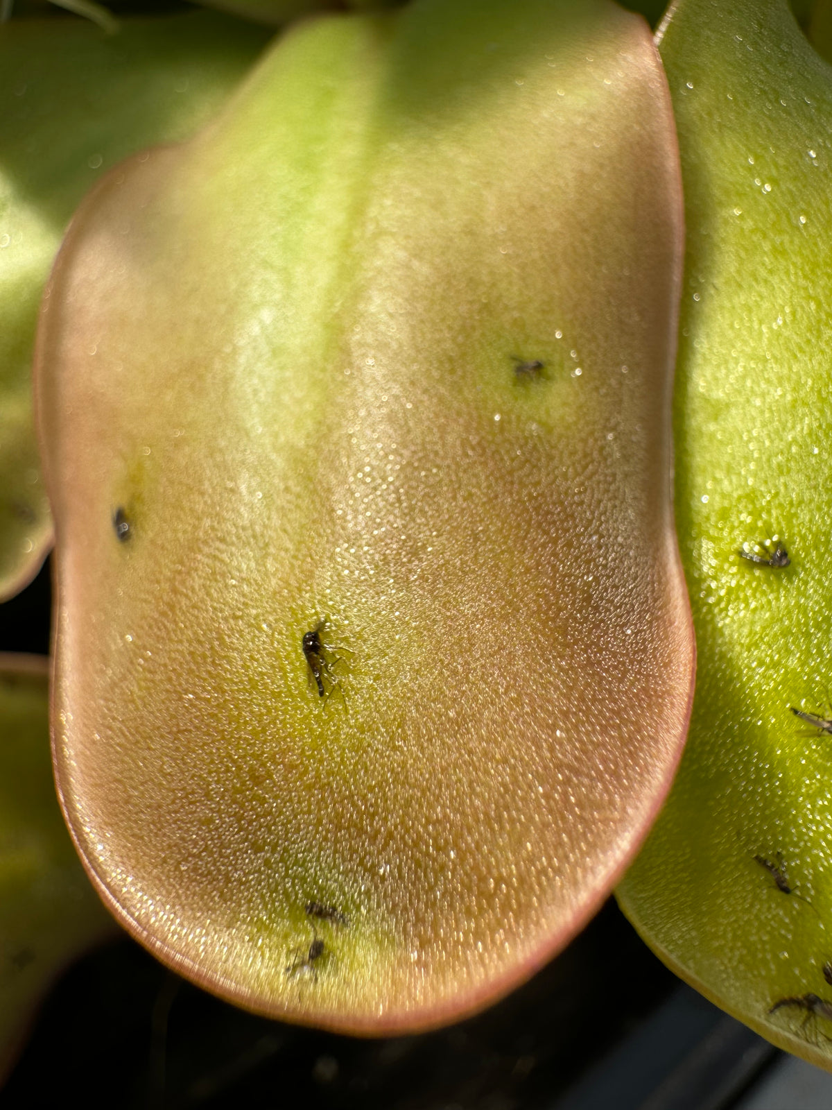 Pinguicula x “Bronze Butterfly” BARE ROOT