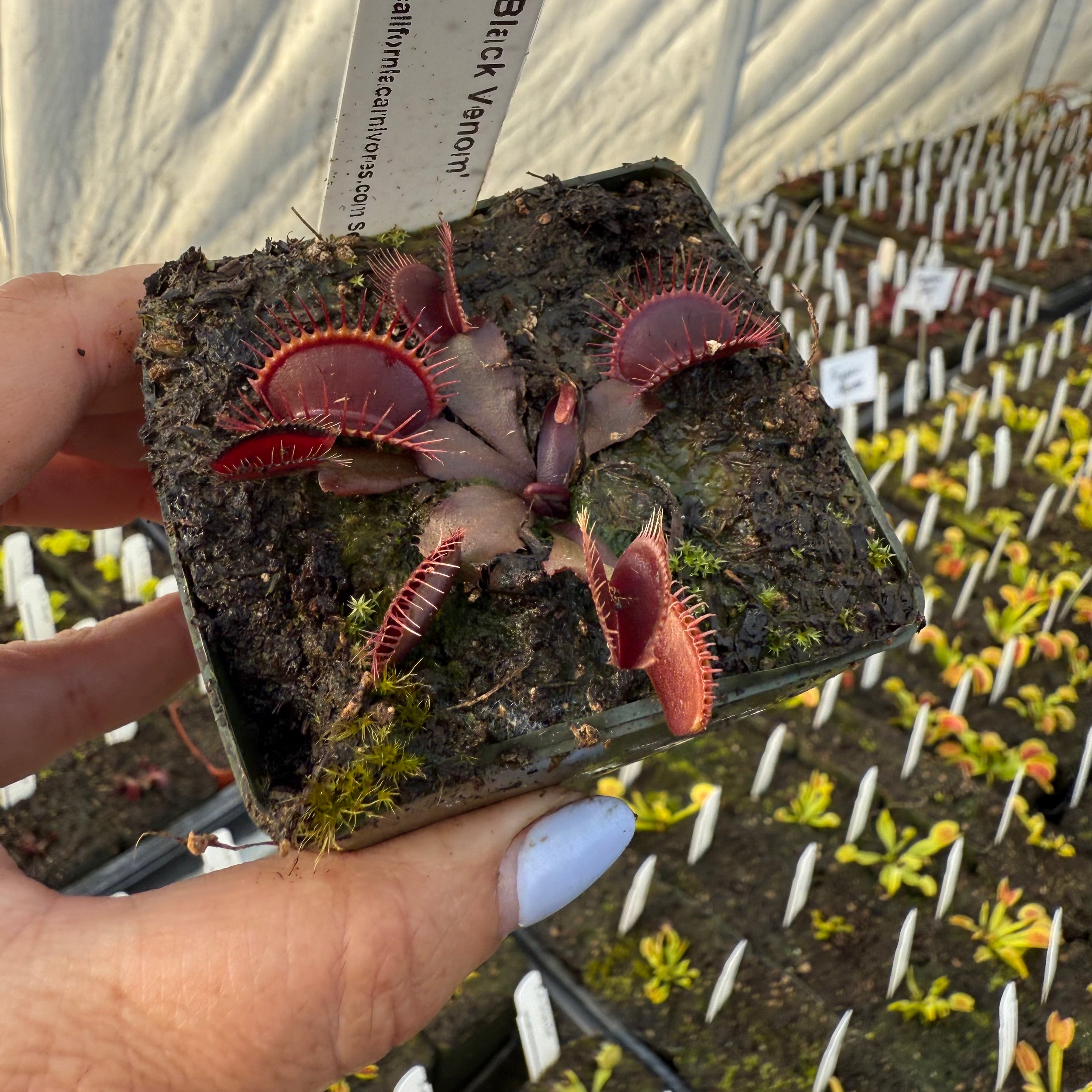 Dionaea m. Fused Tooth Venus Flytrap