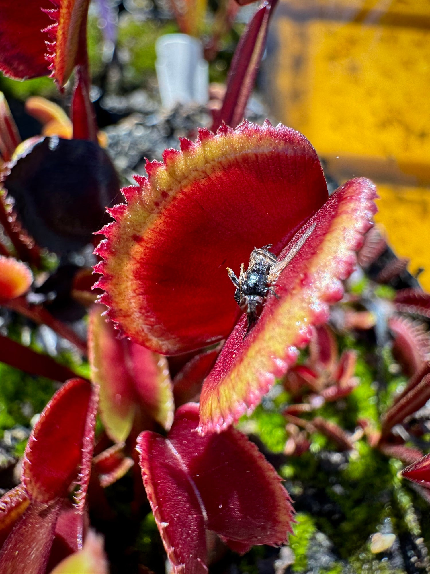 Dionaea m. 'Red Piranha' Potted