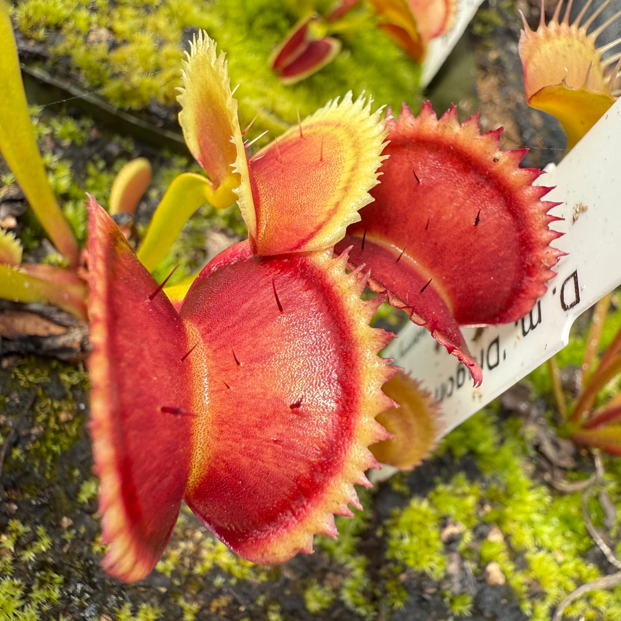 ベラドンナ Dionaea m. Maroon Monster Venus Flytrap