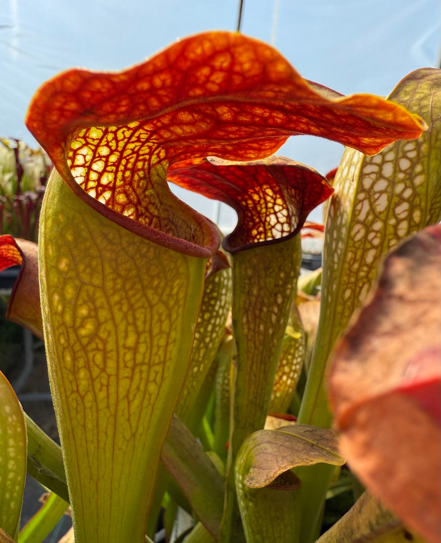 Sarracenia x “Frogman” Potted