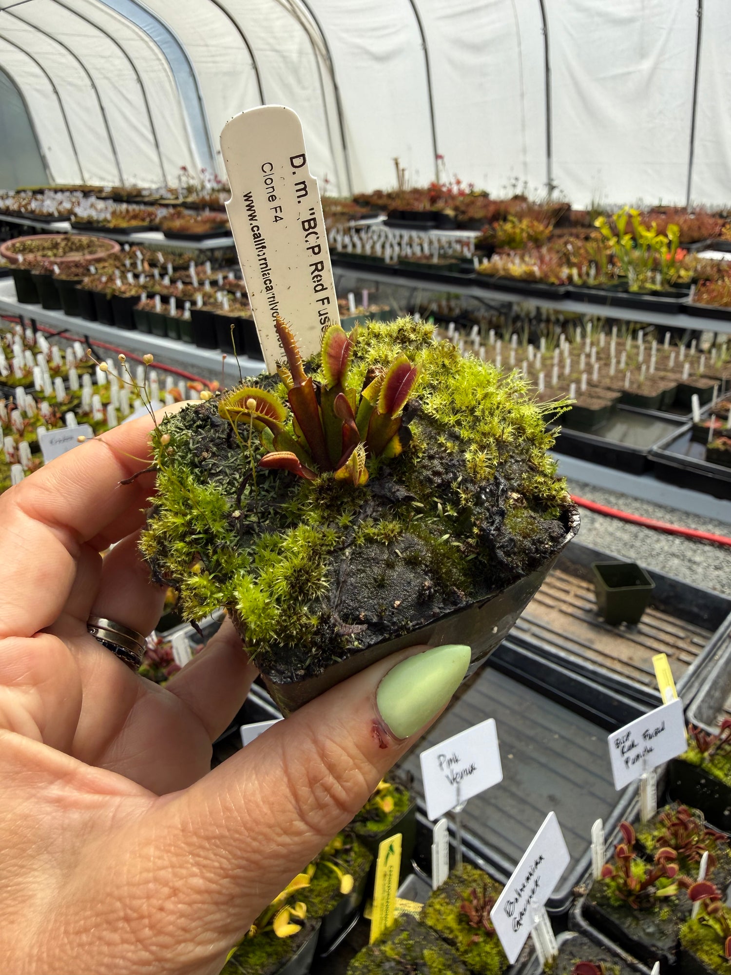 Dionaea m. “Red Fused Petiole” Potted