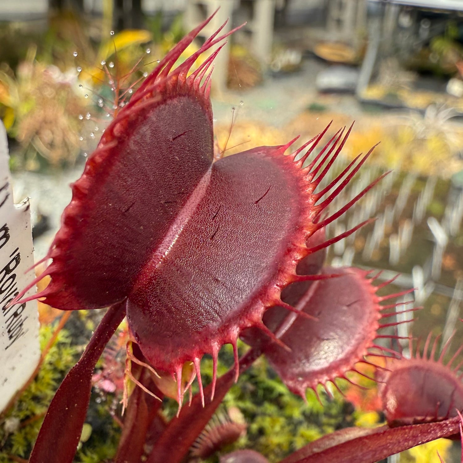 Dionaea m. “Royal Ruby” Potted
