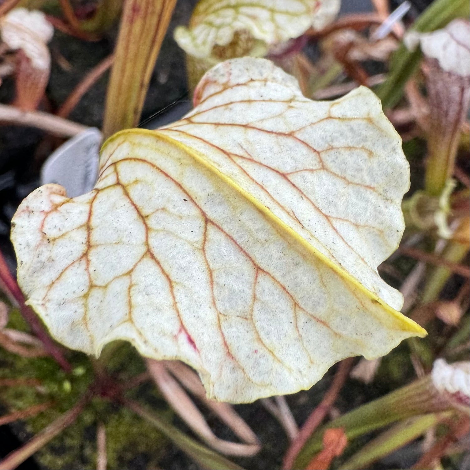 Sarracenia ( readii x leucophylla ‘Schnell’s Ghost’ ) x ( x ‘Camisole’ ) Potted