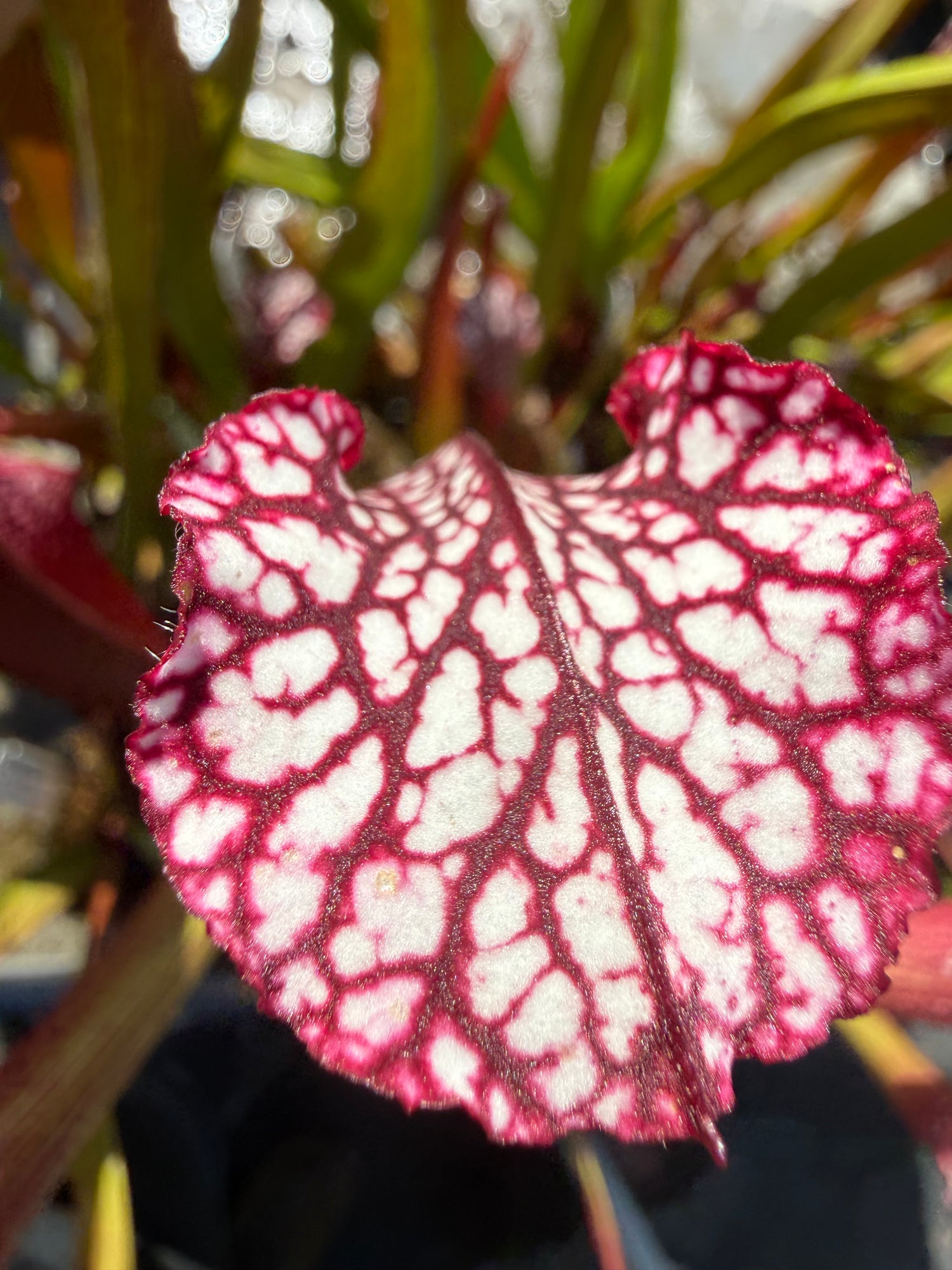 Sarracenia leucophylla Baldwin Co. “Puffy Cheeks” x leuc. ‘Calen’s Super’ Potted