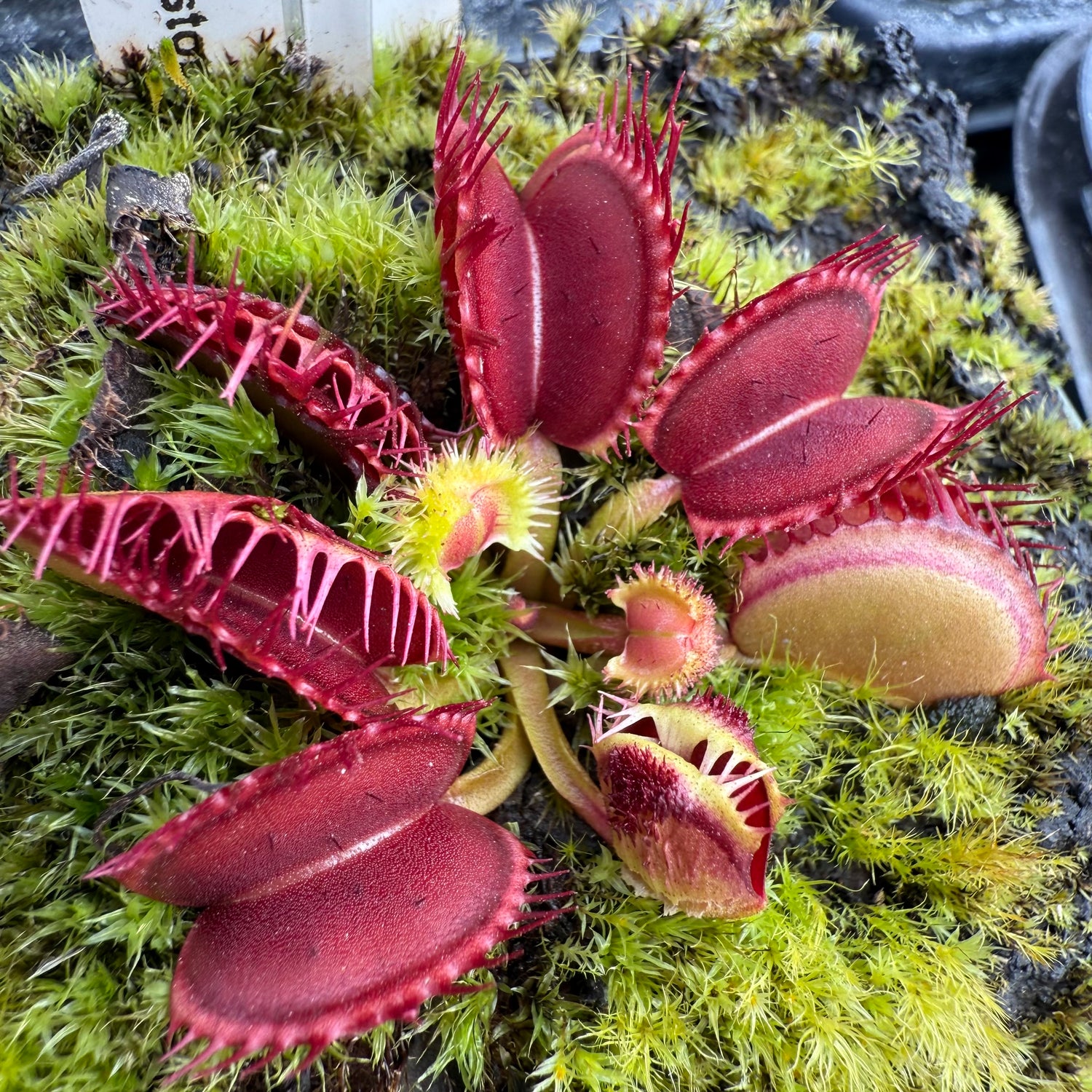 Dionaea m. “GJ Hedgehog” JH Potted