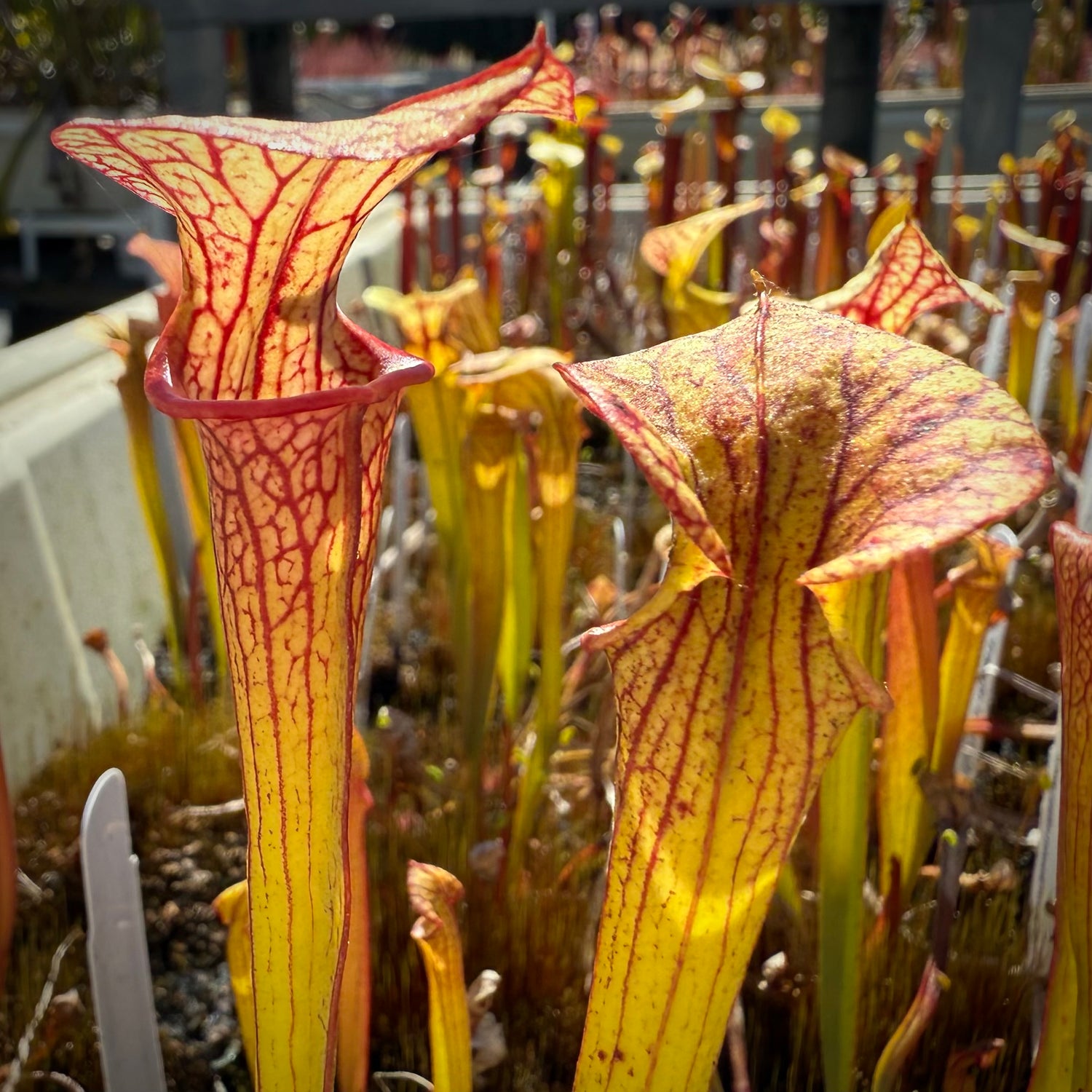 Sarracenia  ( x 'Caitrin Claire’ ) x flava rugelii 'Bud's Gargoyle’ Potted