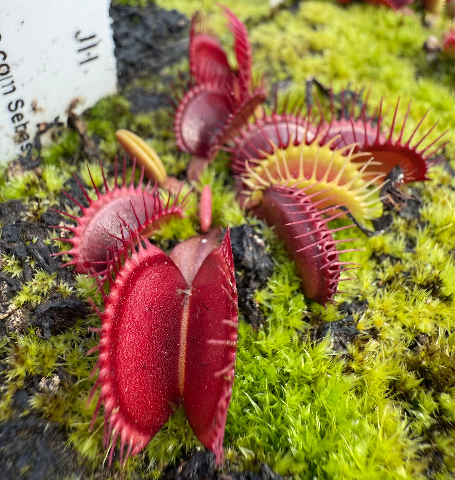 Dionaea m. “Grant Line” JH Potted