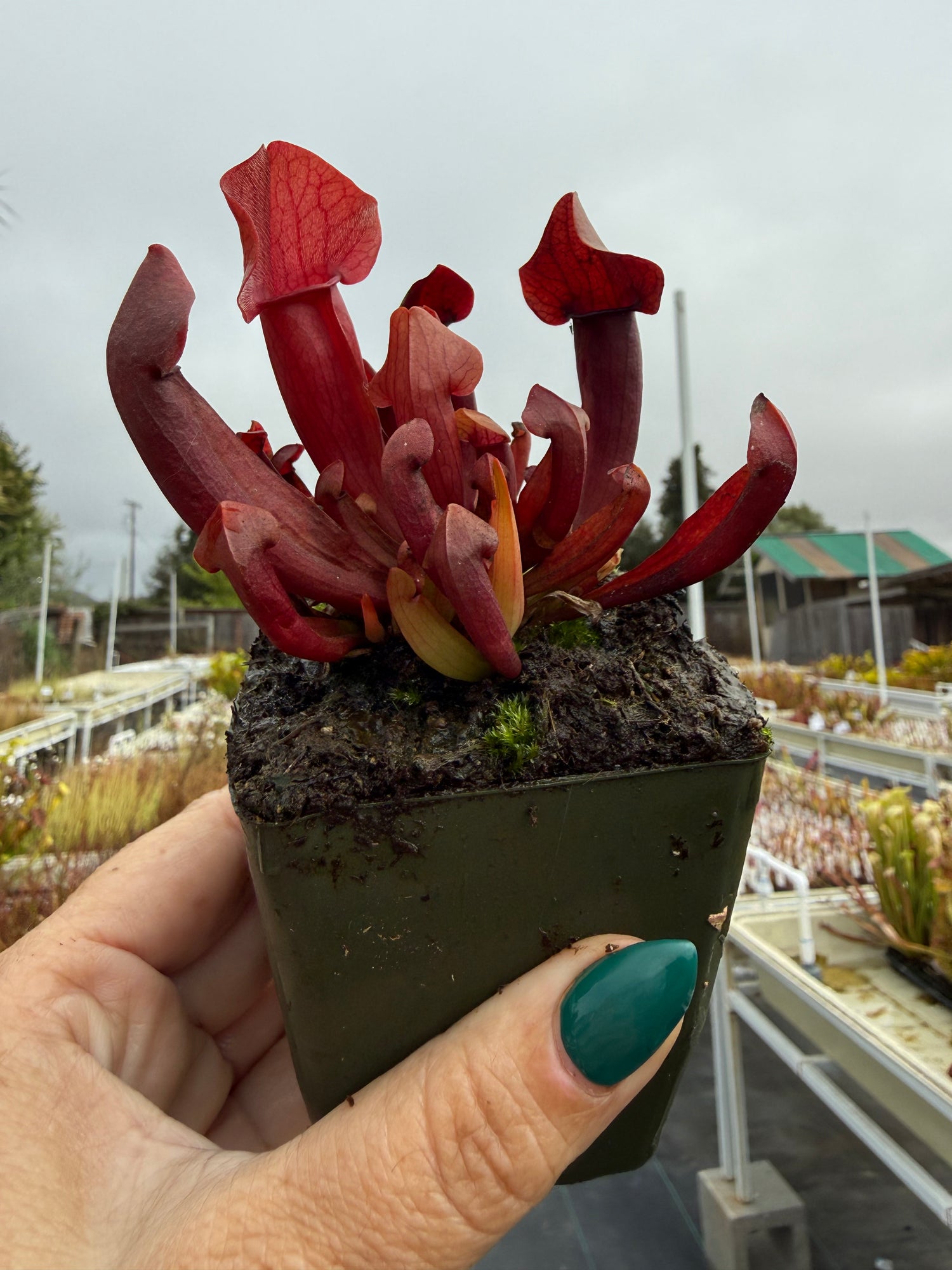 Sarracenia x ‘Maroon’ Potted
