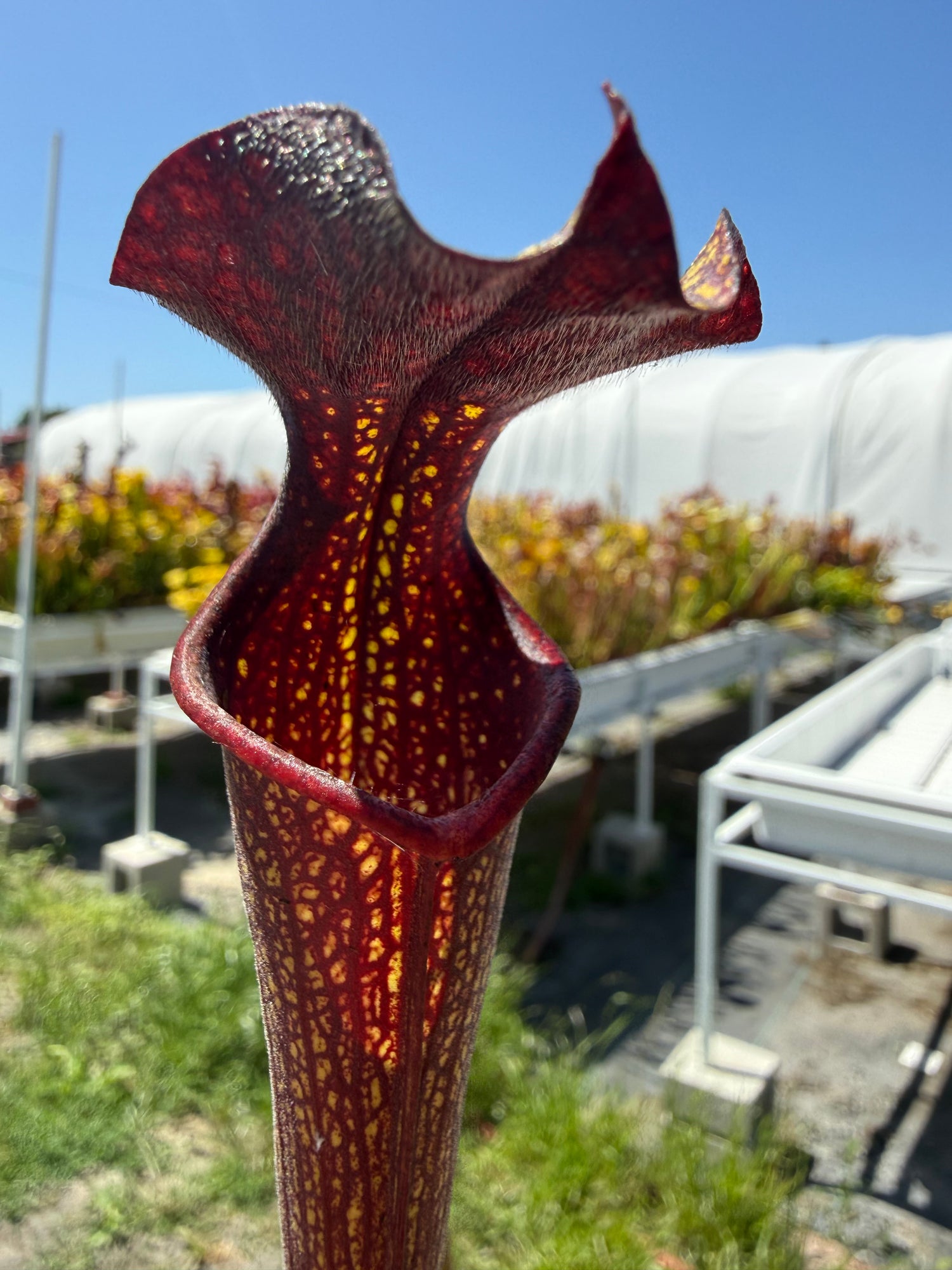 Sarracenia ( alata ‘Night’ x self ) x ( x ‘Royal Ruby ) DGH44 Potted