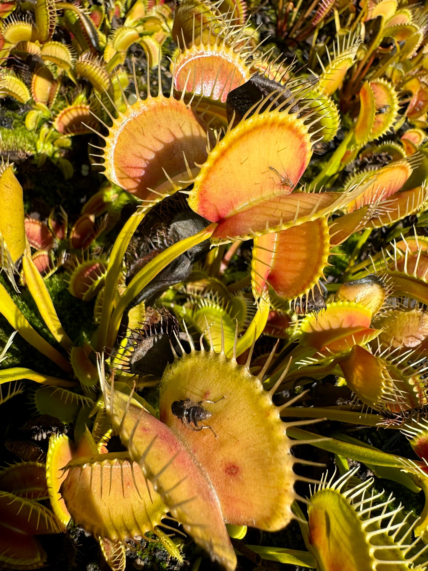 Dionaea m. “Red Line CK” Potted