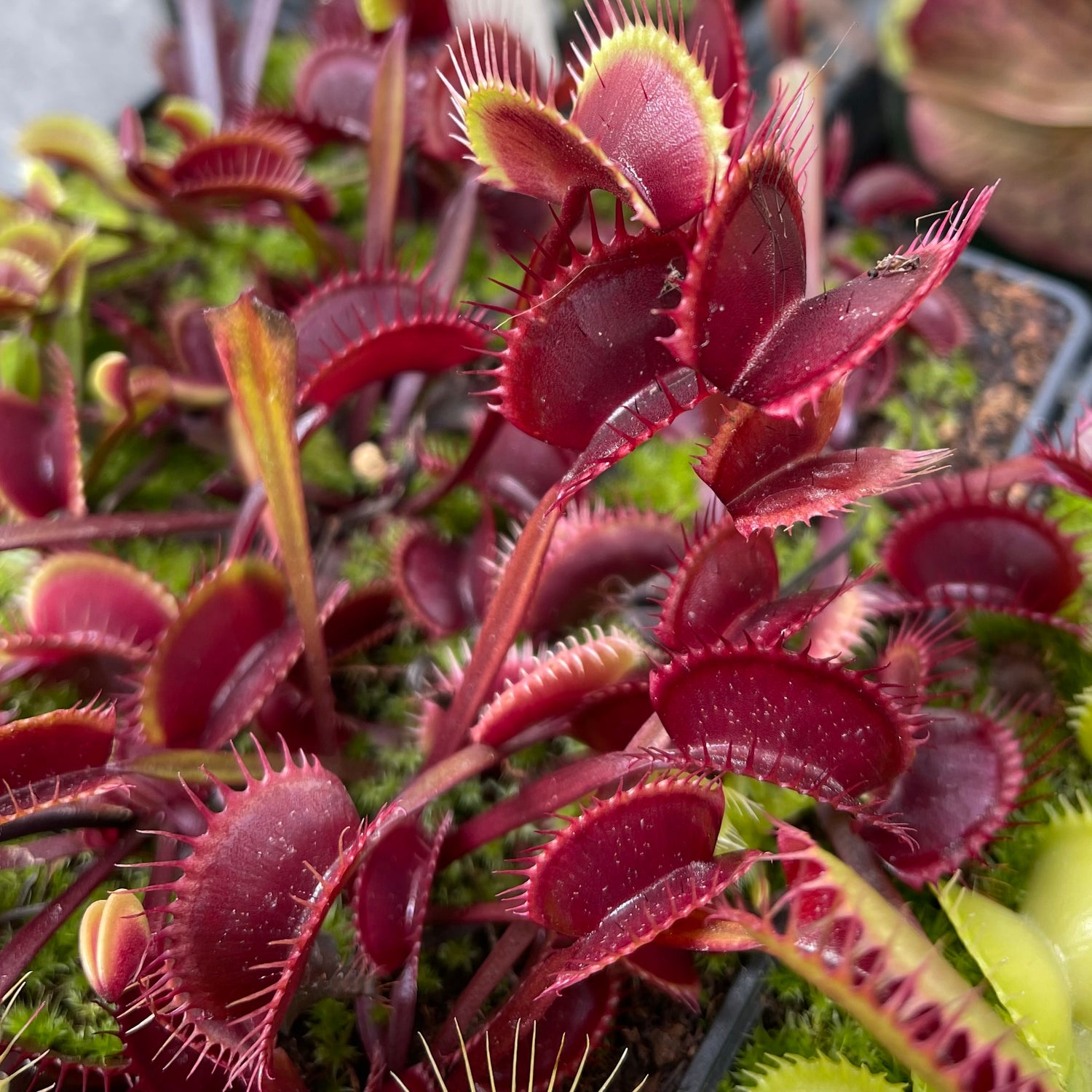 Dionaea m. “003 Dark Red” Potted