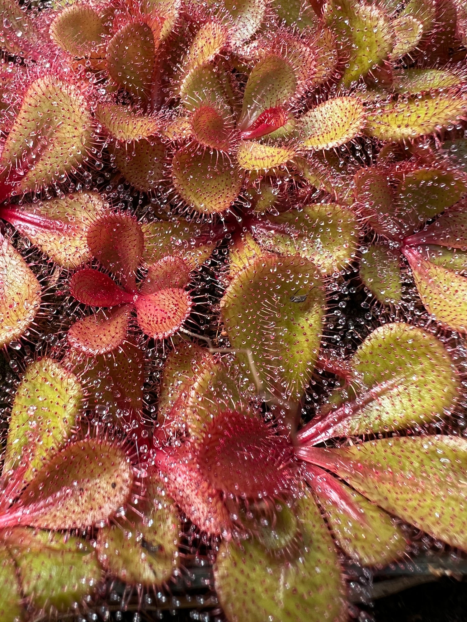 Drosera tubaestylis Potted
