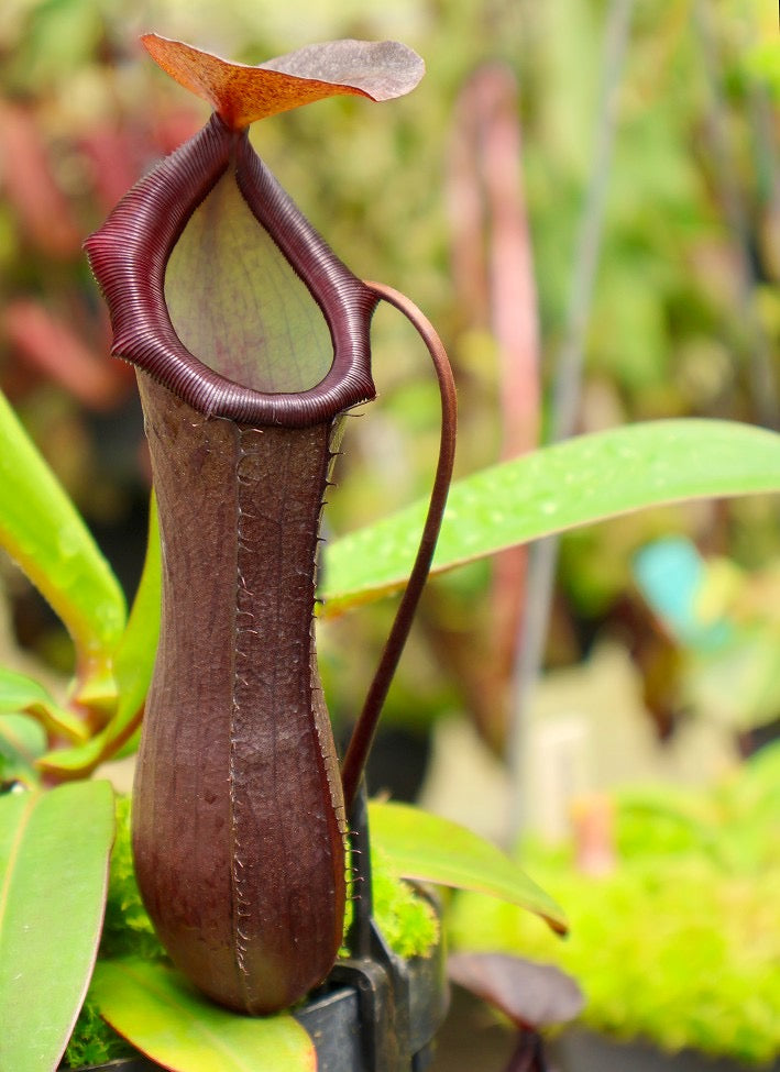Nepenthes ventricosa x ramispina Potted