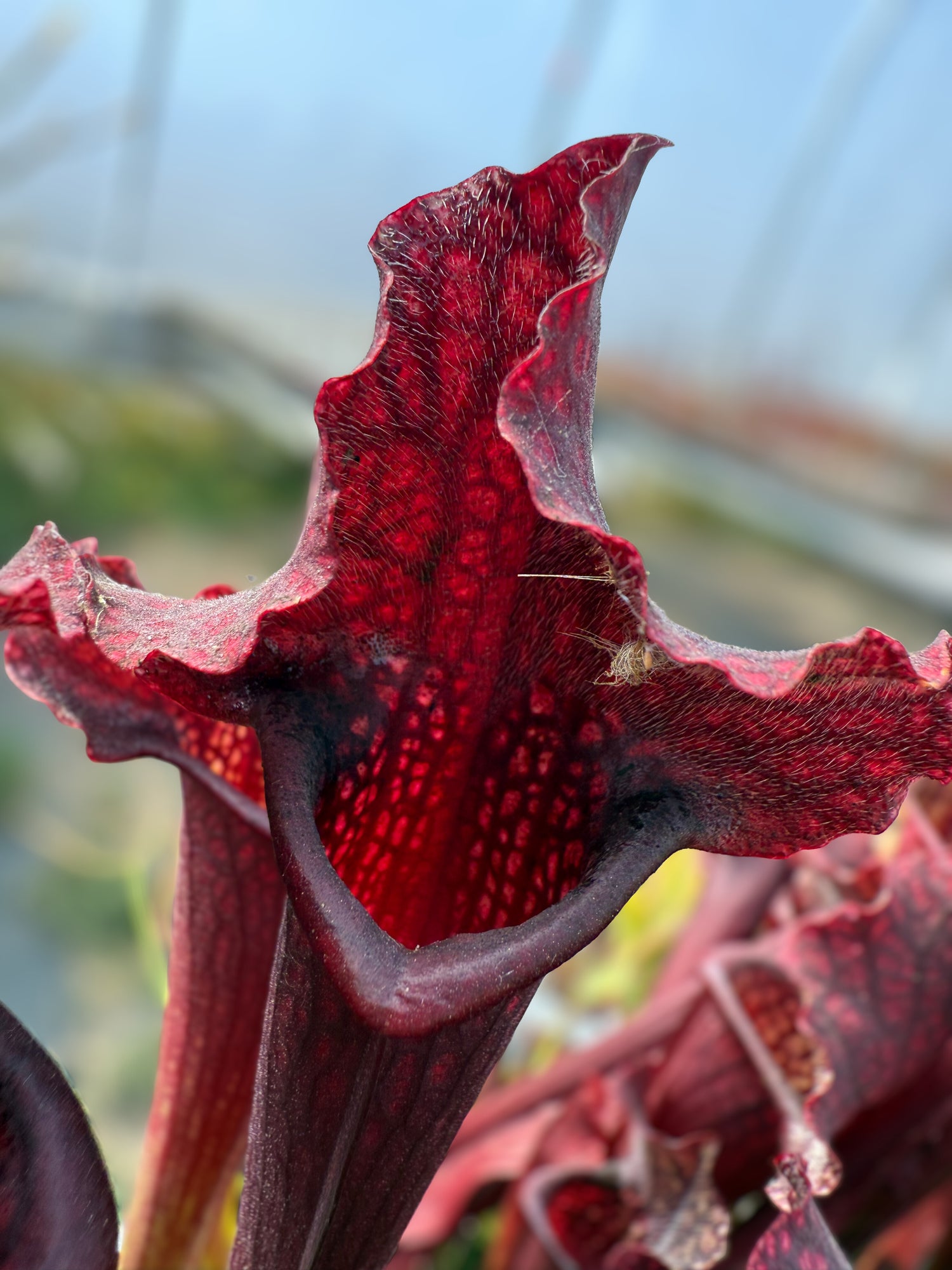 Sarracenia ( purpurea ssp. venosa x rubra ) x leucophylla Potted