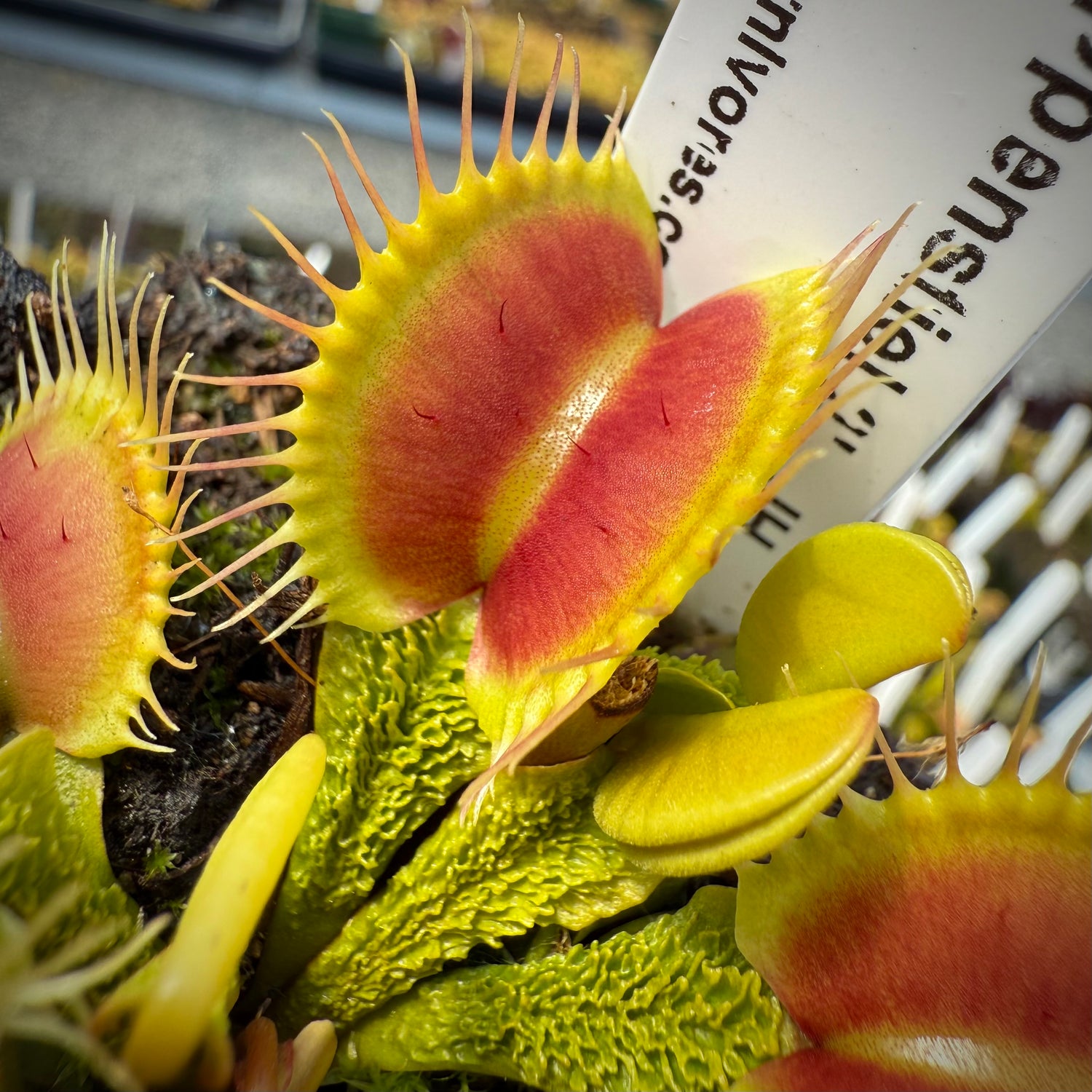 Dionaea m. 'Schuppenstiel 2' JH Potted