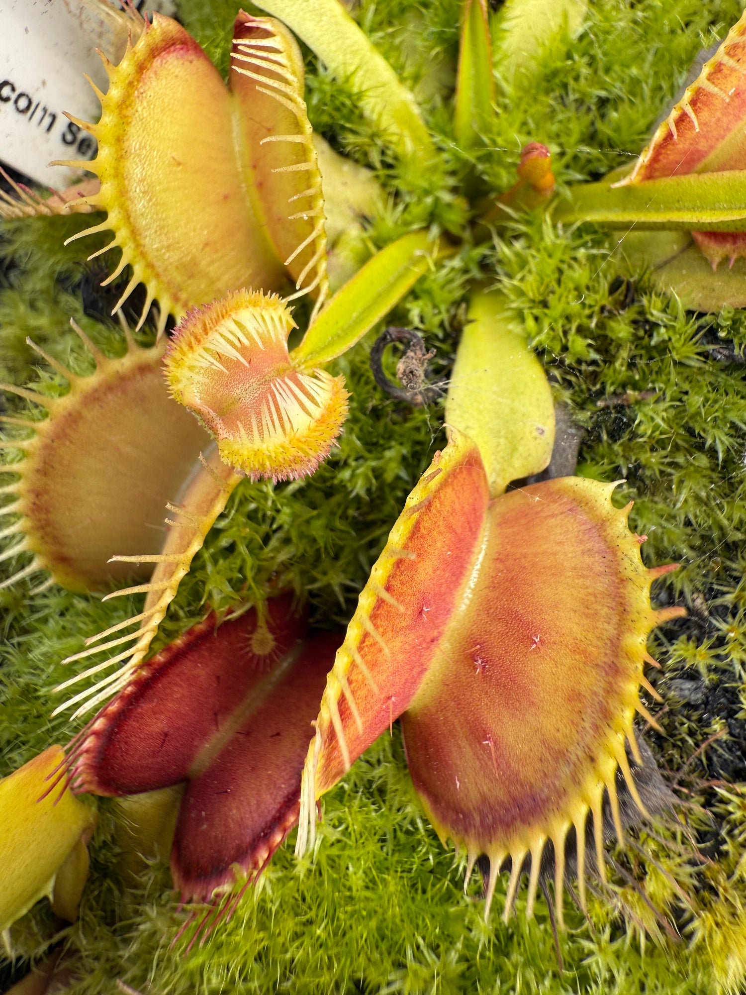 Dionaea m. “GJ Explosion” JH Potted