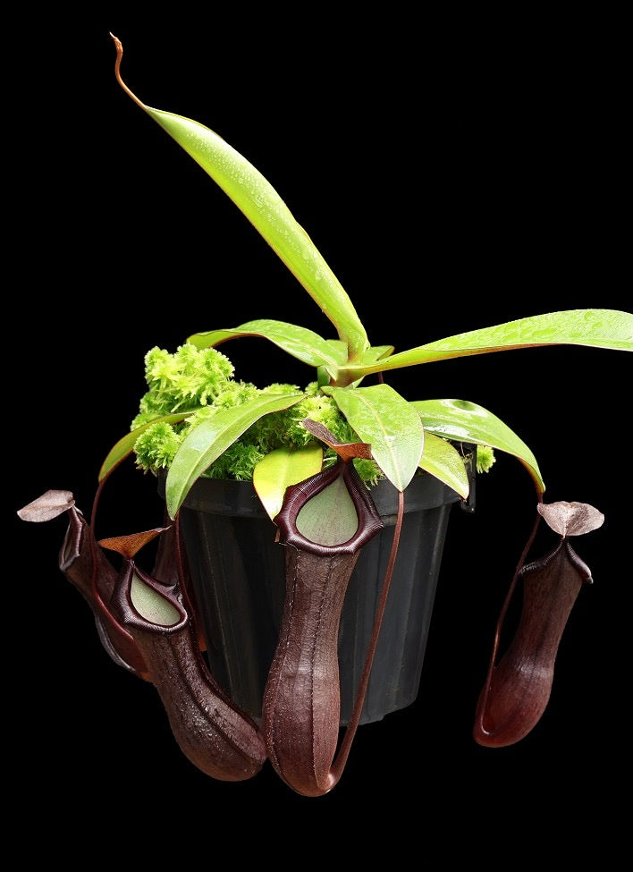 Nepenthes ventricosa x ramispina Potted