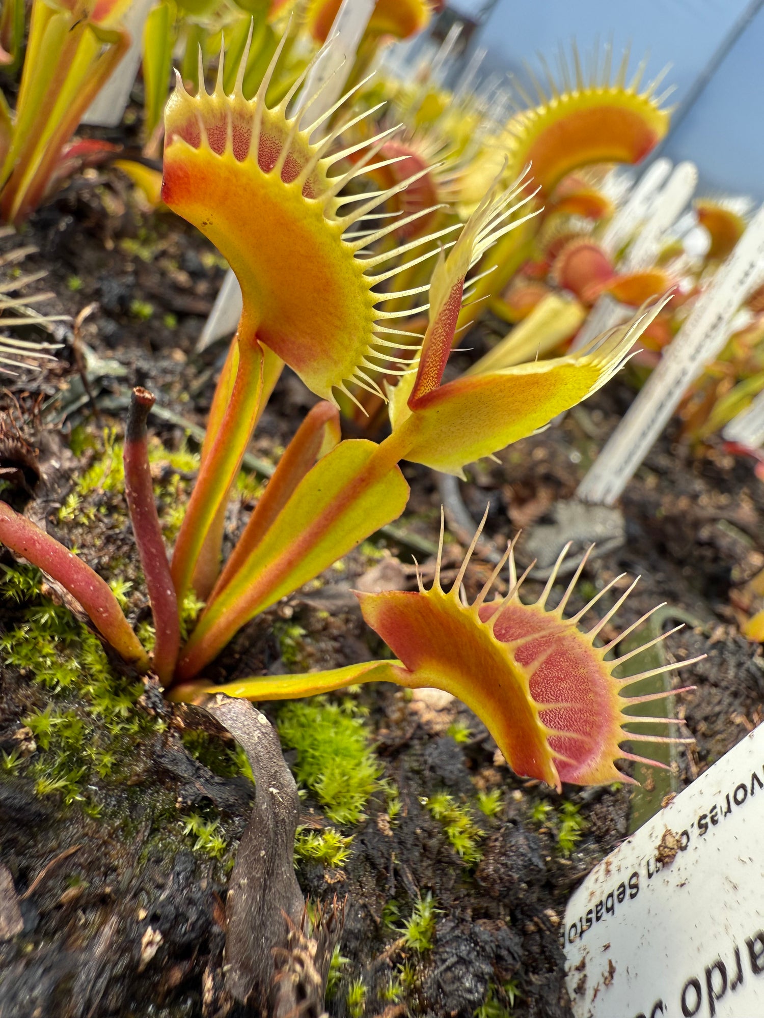Dionaea m. “Ron Gagliardo 38A” JH Potted