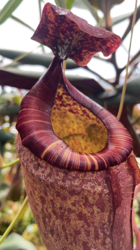 Nepenthes peltata “Best Clone” Potted