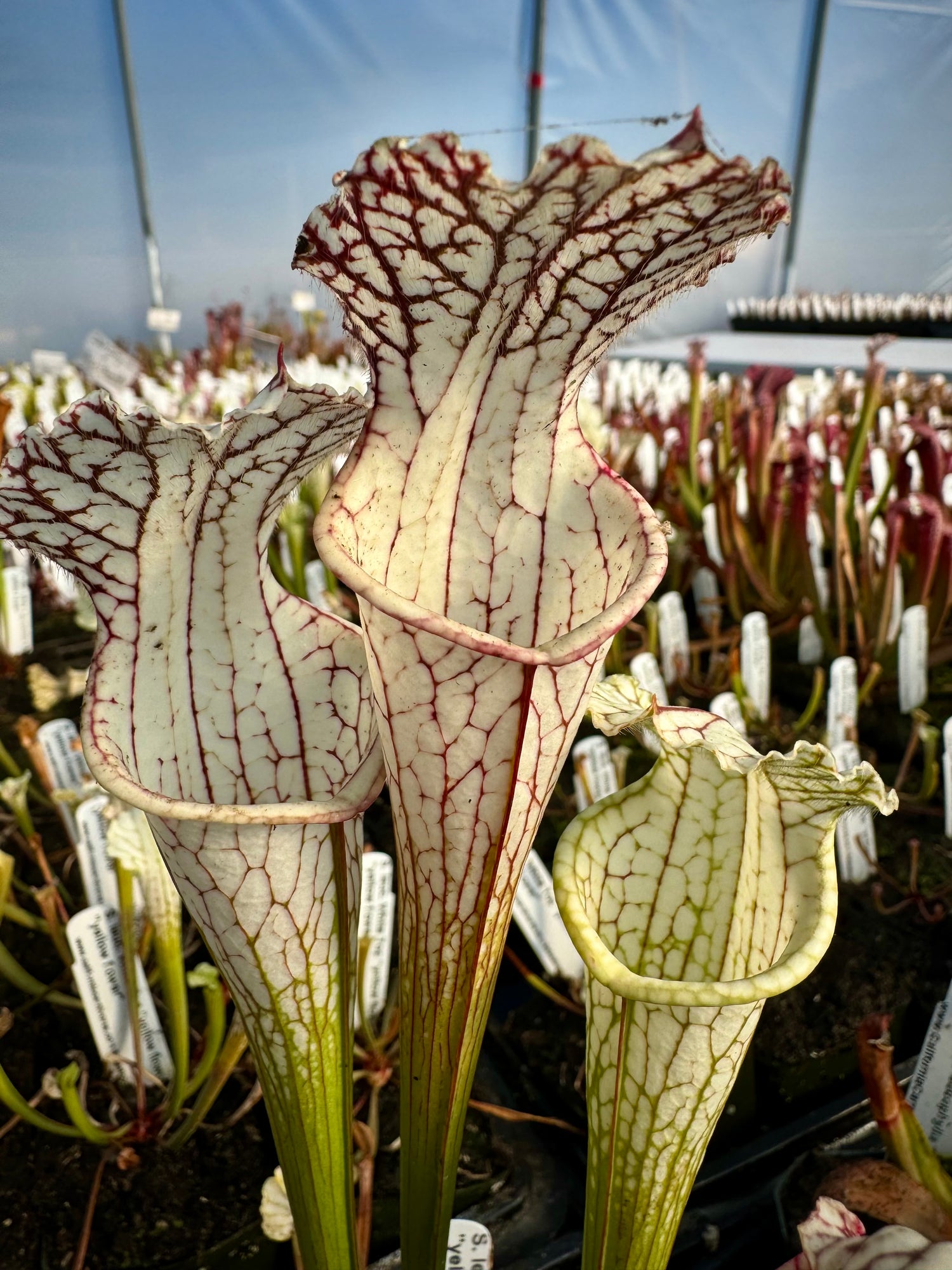 Sarracenia leucophylla “White Top, Yellow Flower” x leucophylla var alba “Yellow Flower” Potted