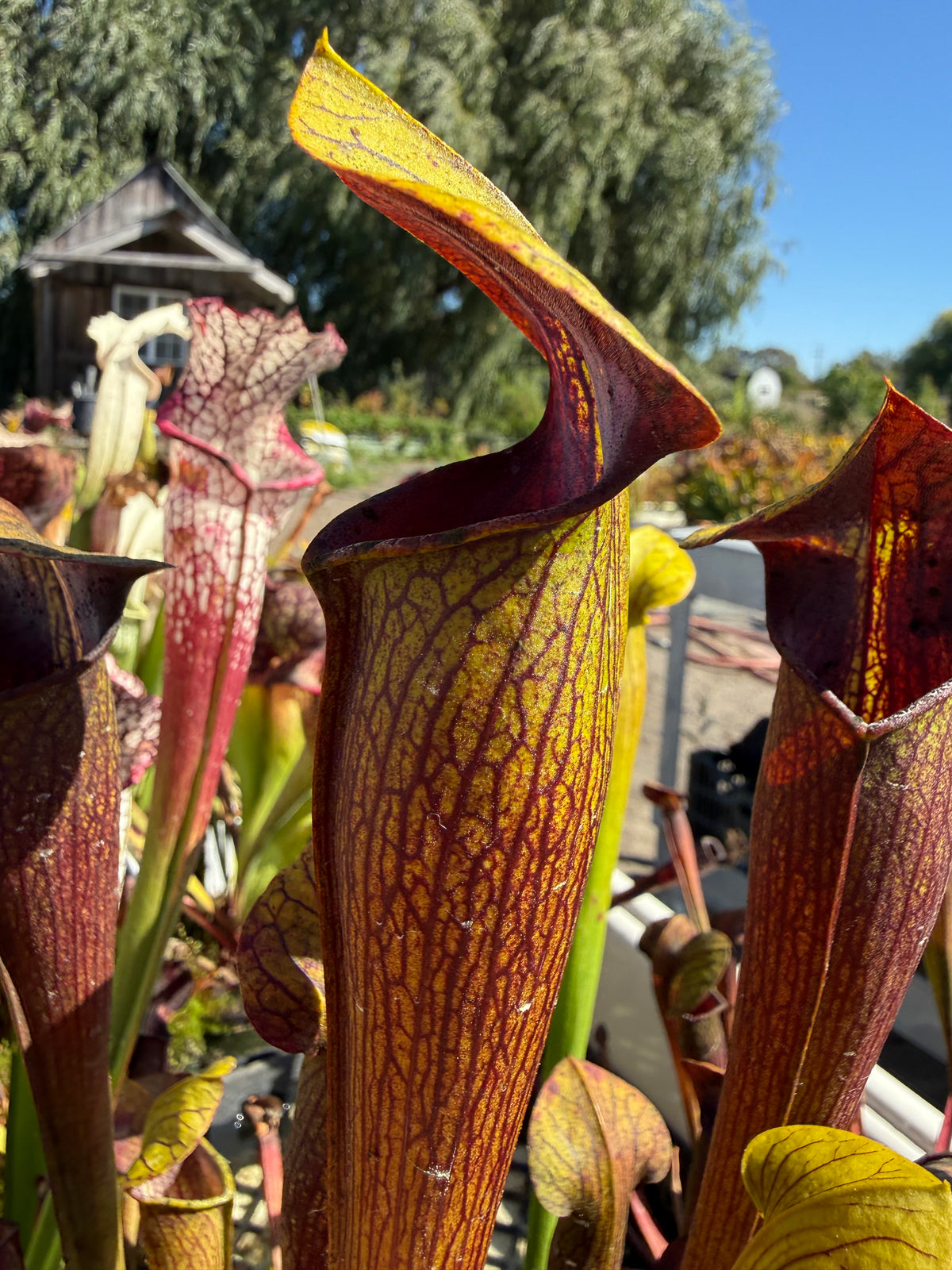 Sarracenia alata ‘Night’ Potted
