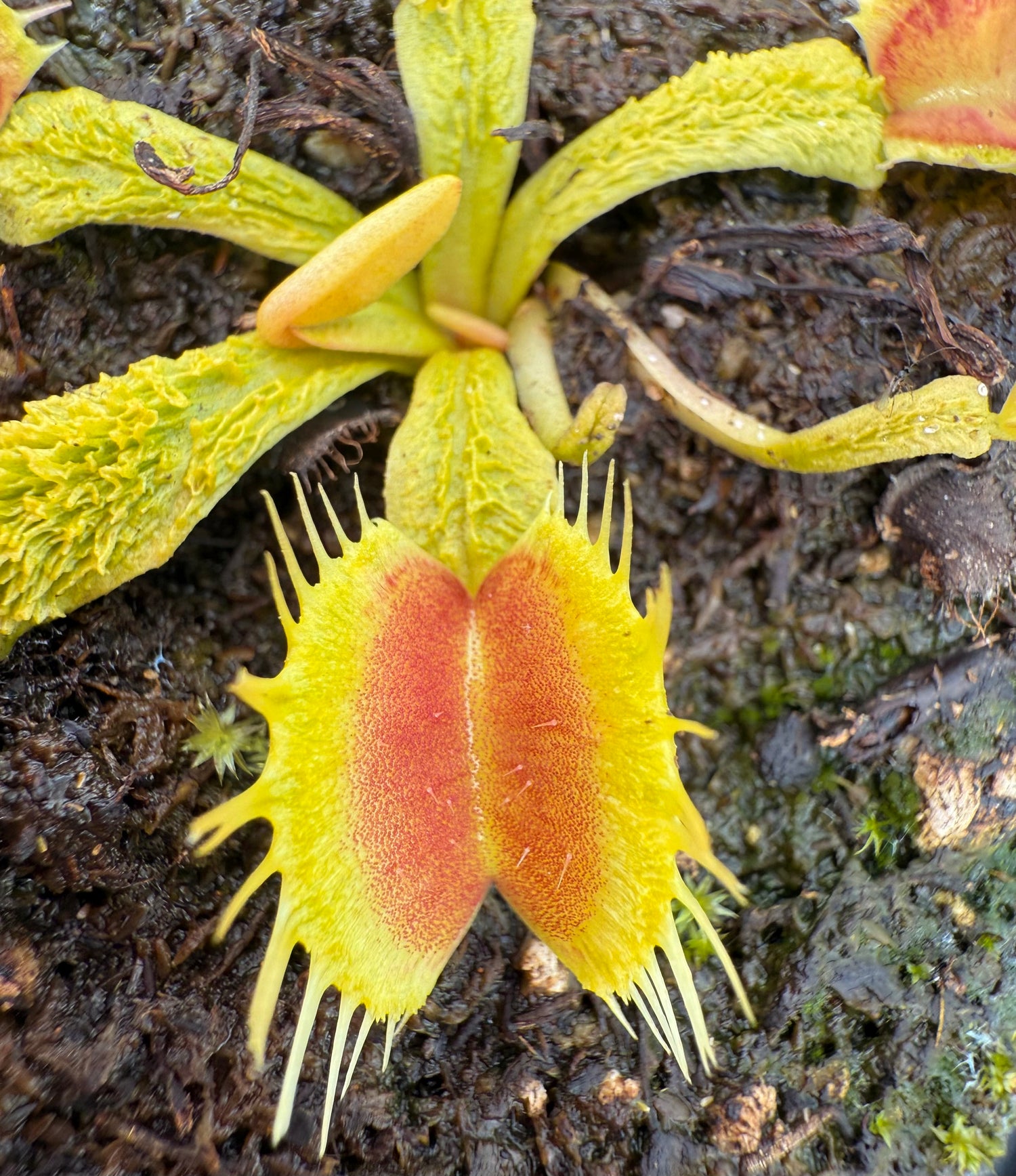 Dionaea m. ‘Lezerd Vert’ Potted