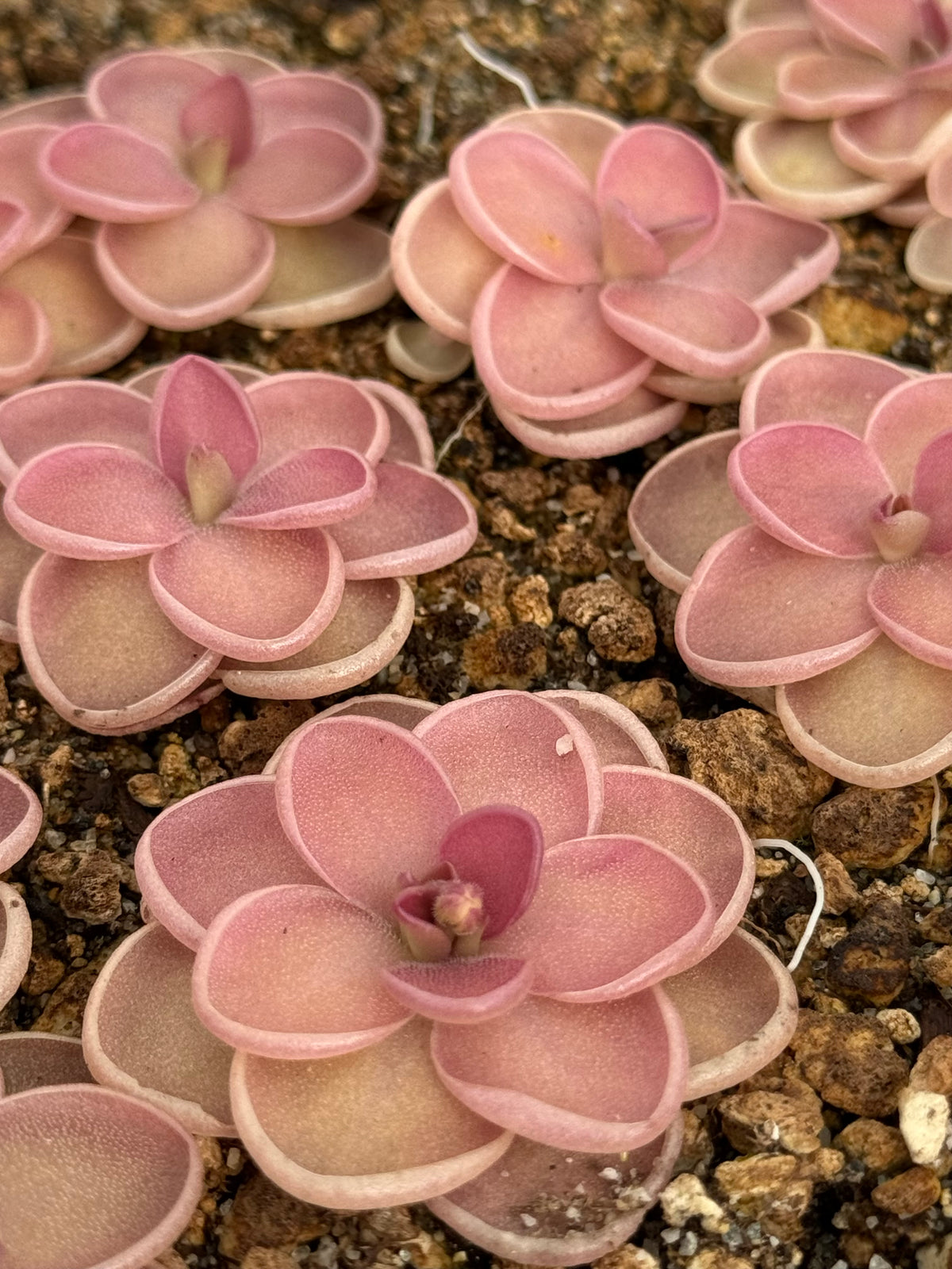 Pinguicula x ”Fiorello III” BARE ROOT