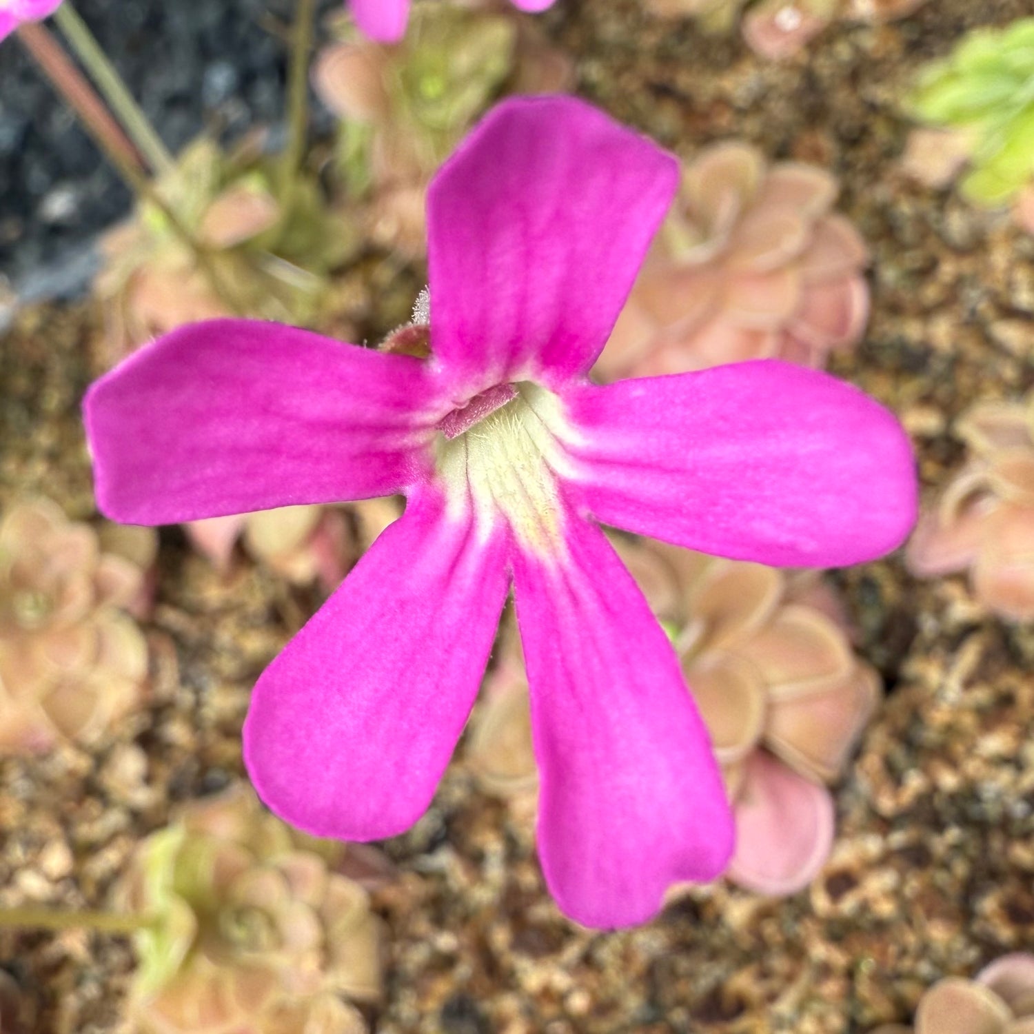 Pinguicula ehlersiae x mesophytica BARE ROOT