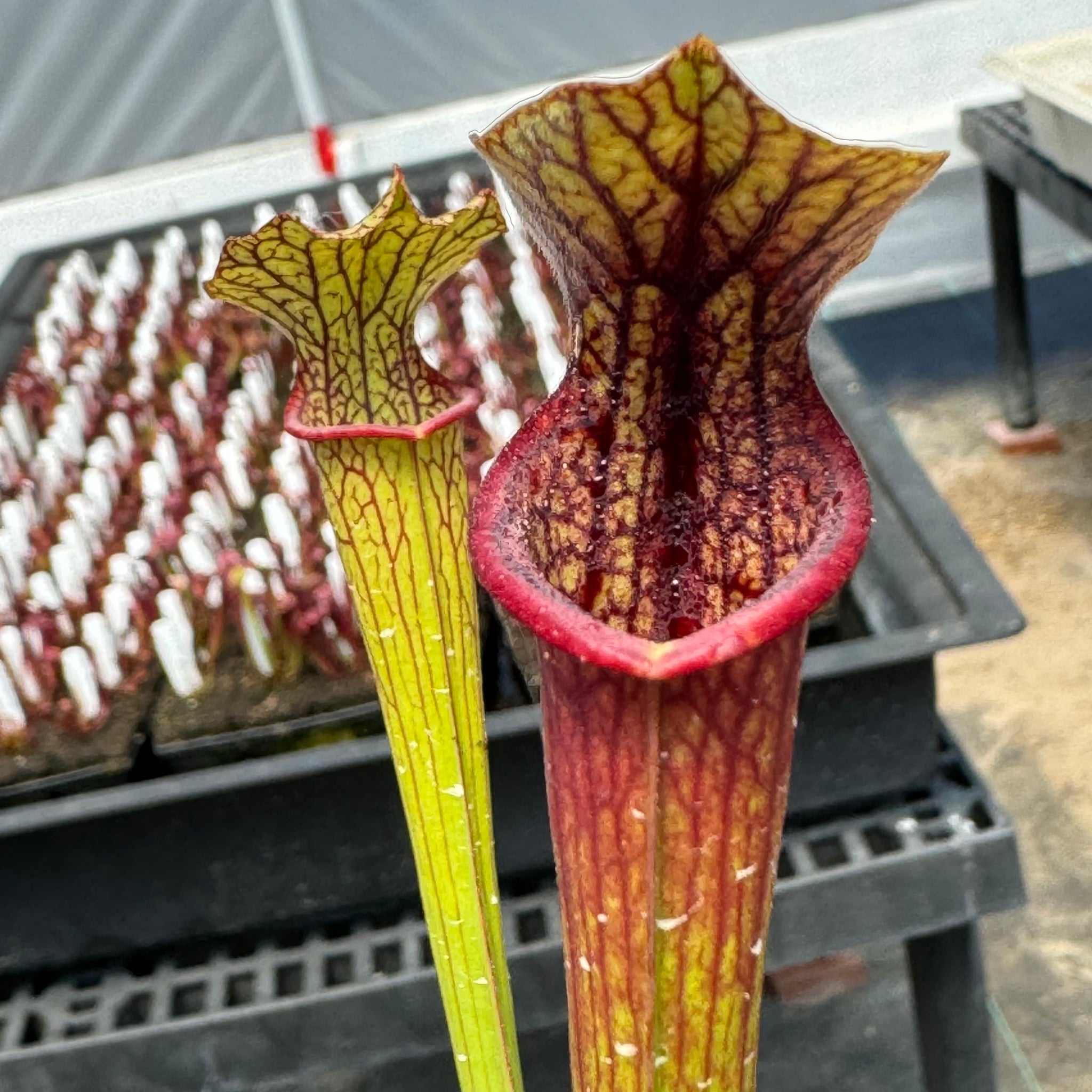 ウェア MAS X SAURUS 2024 Sarracenia 'Saurus' x 'Legacy' seeds – Flytrap King