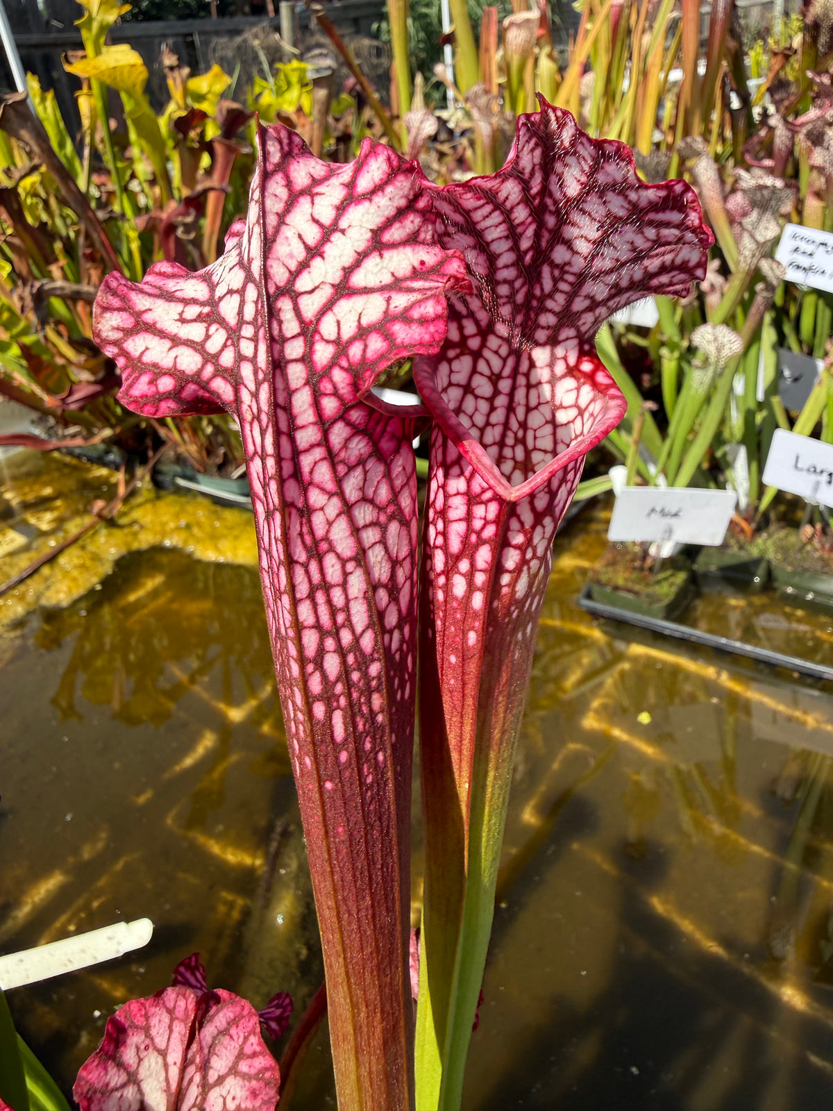 Sarracenia leucophylla "Neon Pink, Baldwin Co, AL" Potted