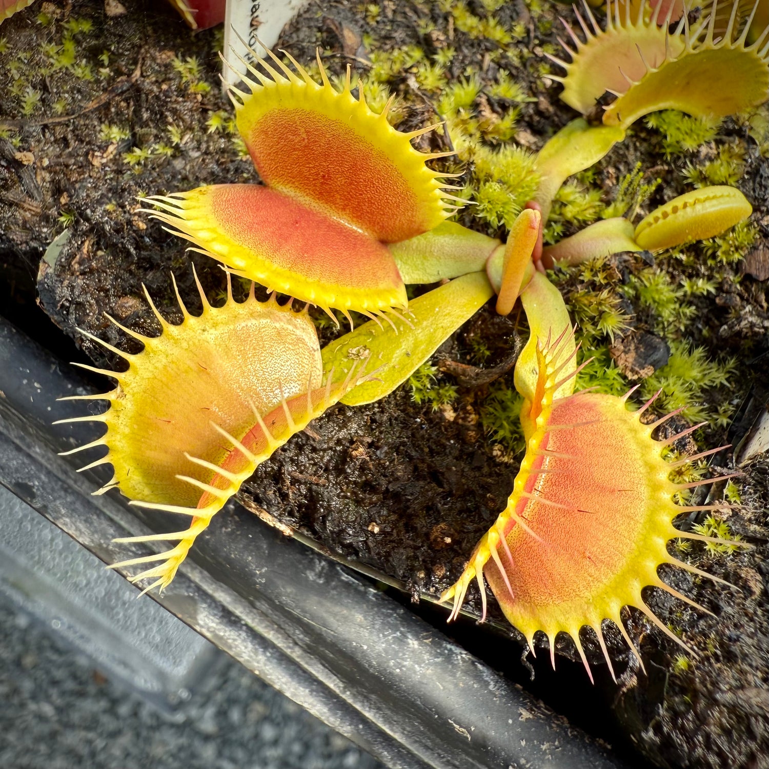 Dionaea m. 'FTS Wide Traps' JH Potted