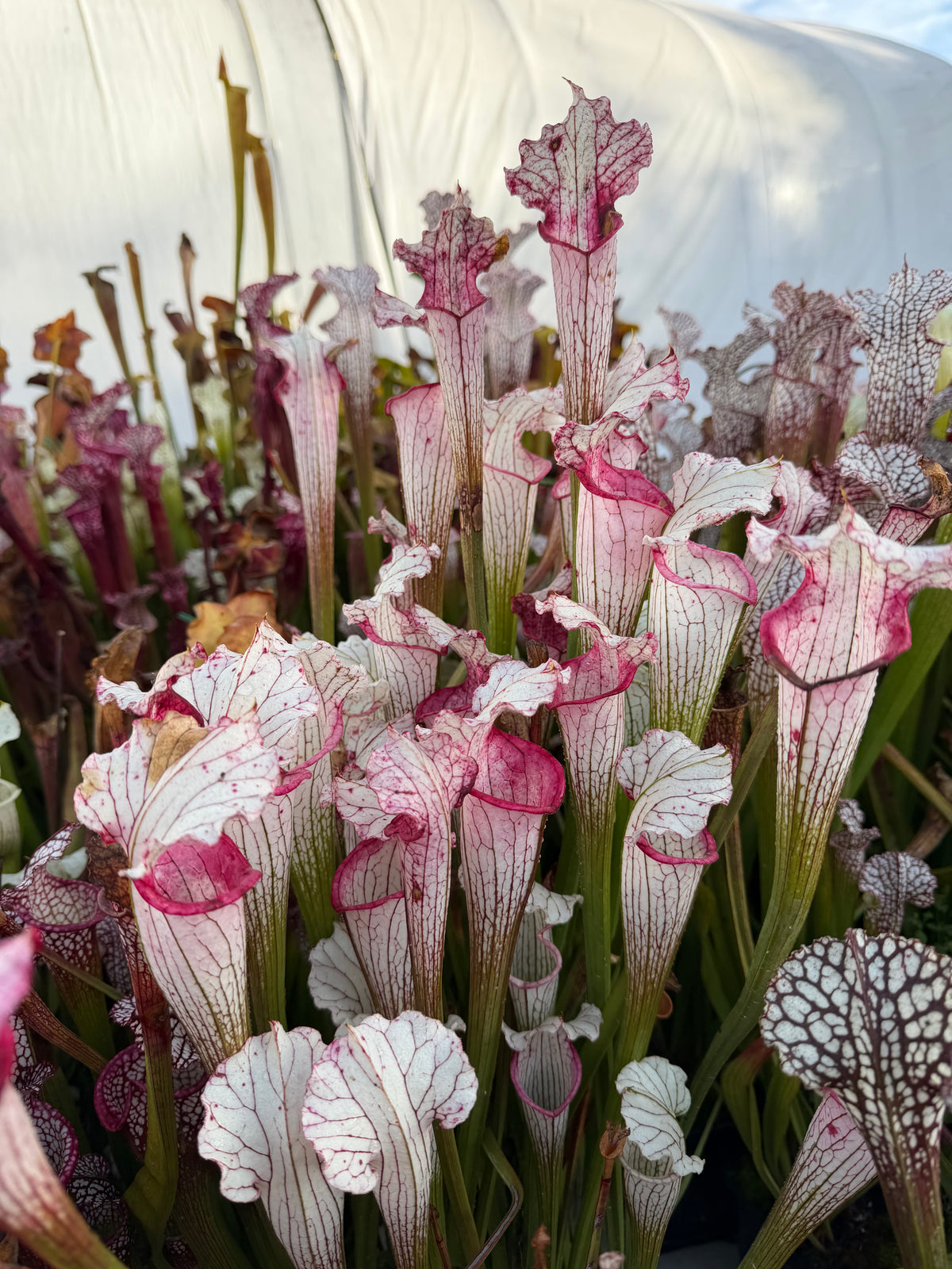 Sarracenia leucophylla “Aurora” Potted