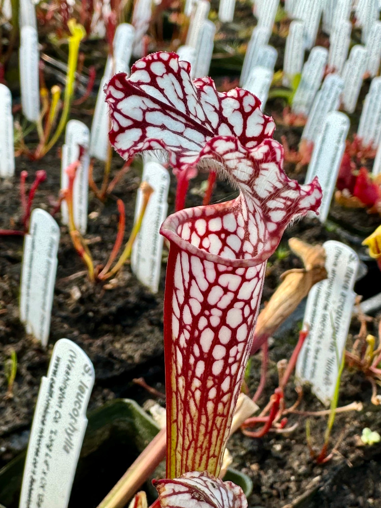 Sarracenia leucophylla "Washington Co, Long Lid" x leucophylla “CK Giant Red MKL18 selfed” Potted