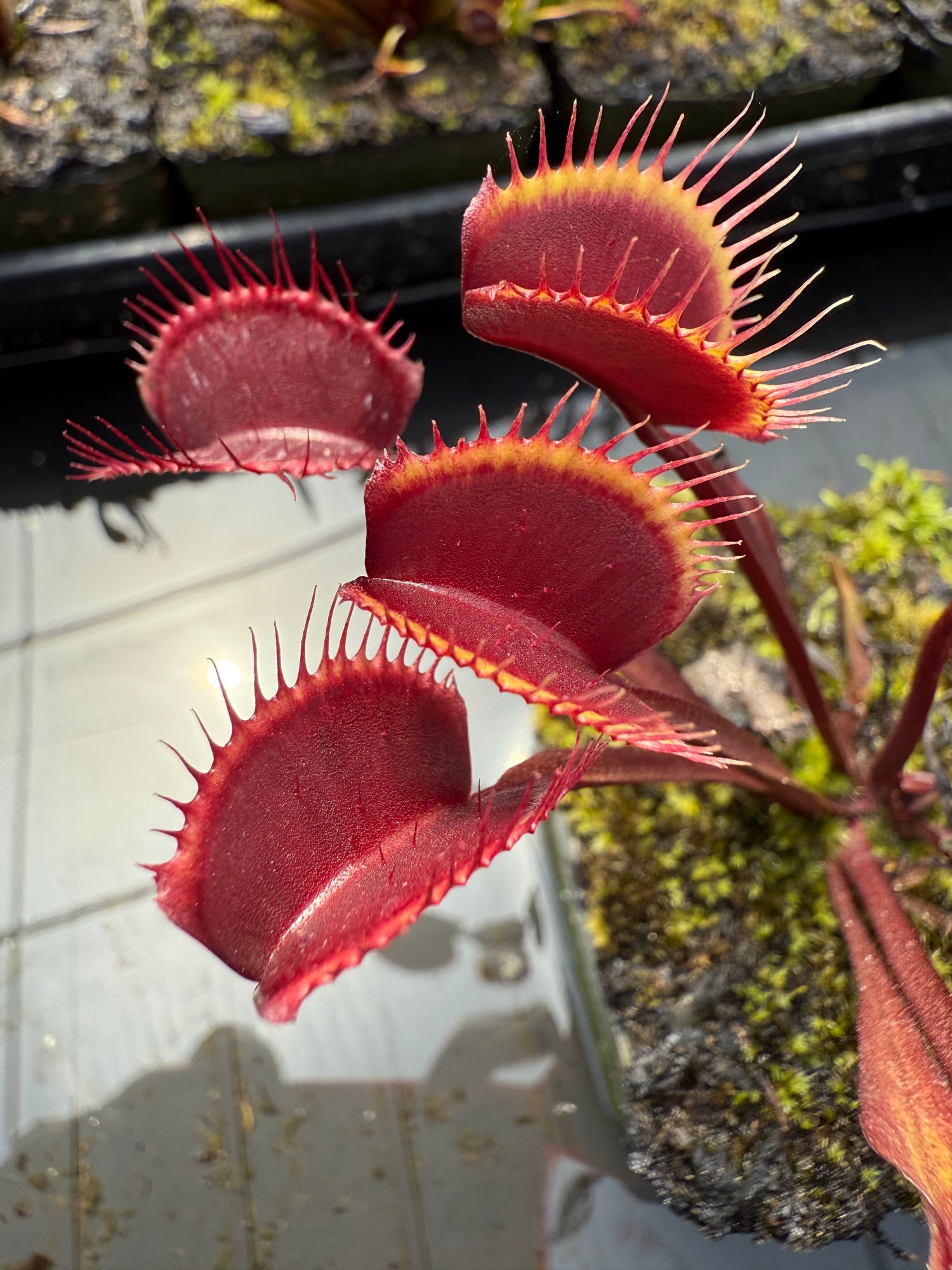 Dionaea m. “Red/Burgundy” Potted