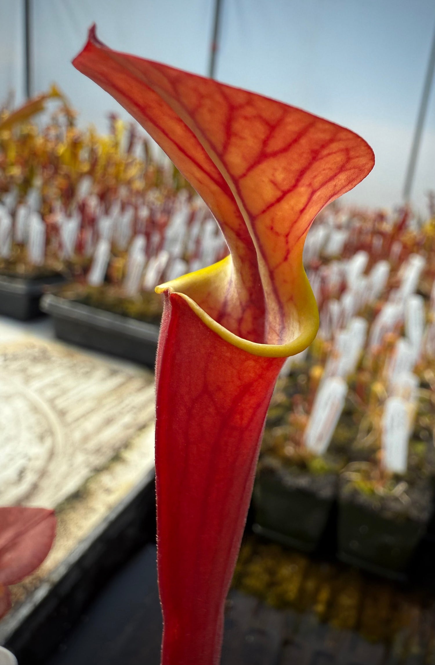 Sarracenia flava “Waccamaw Mix” Potted