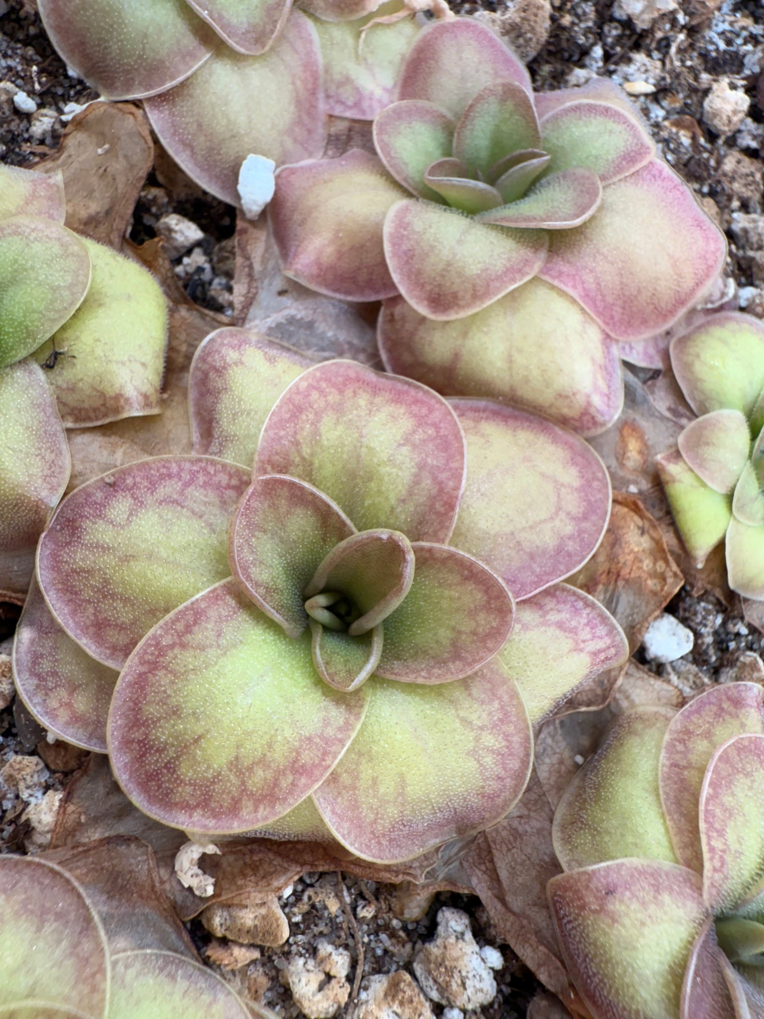 Pinguicula moranensis ‘Mexicana’ x ‘Huahuapan’ BARE ROOT