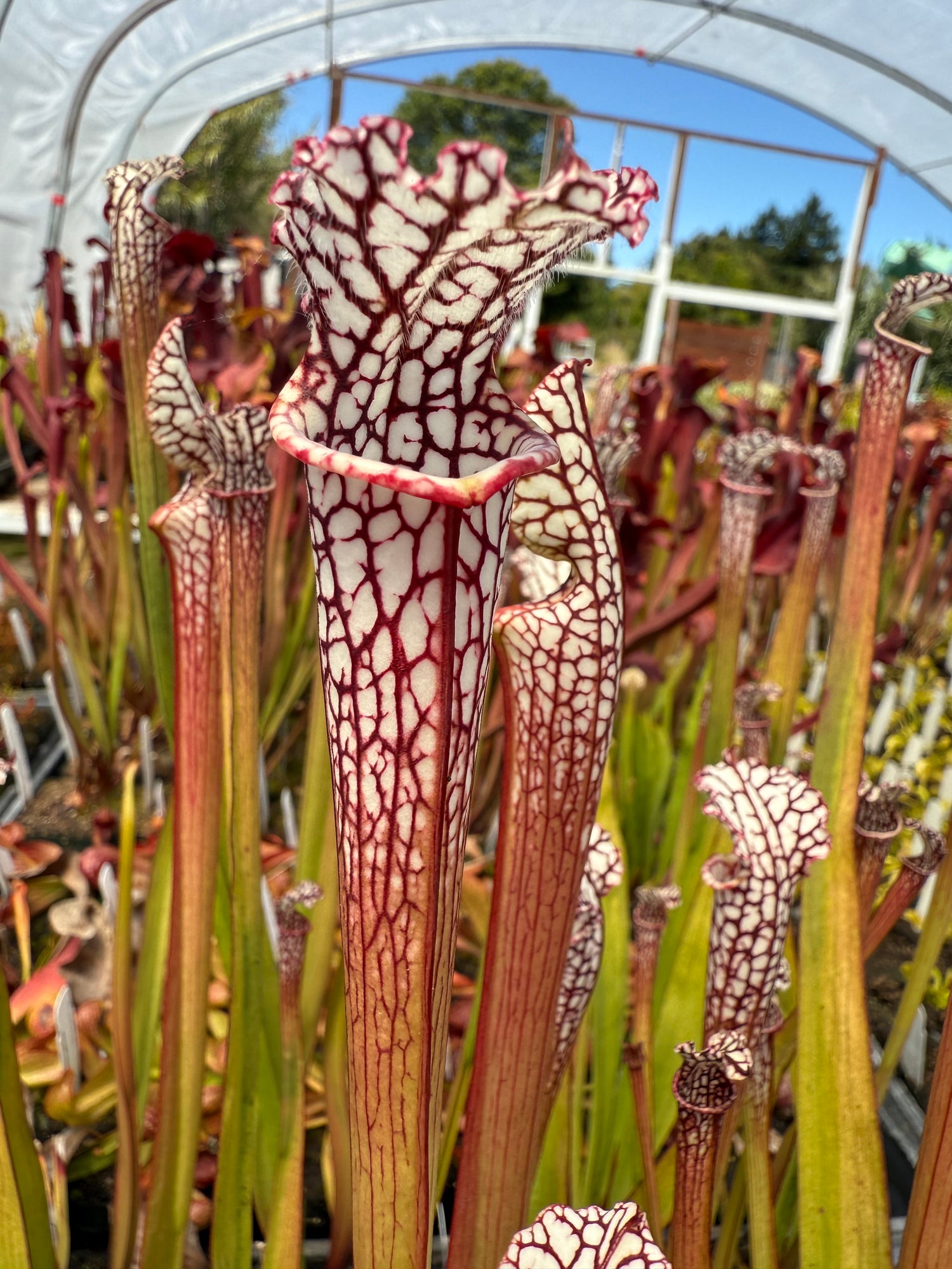 Sarracenia leucophylla Baldwin Co, AL "CalCarn Select Clone" DG Potted