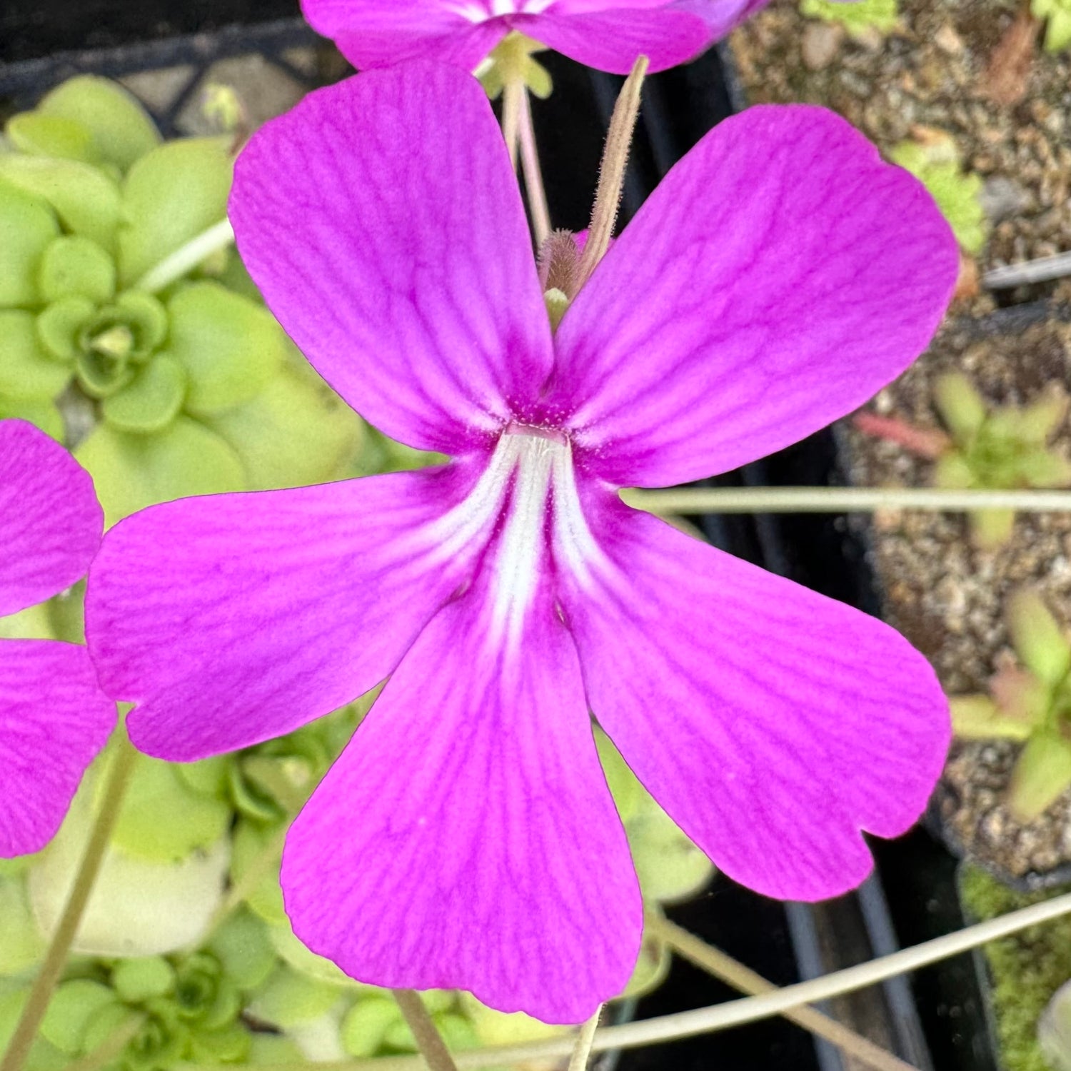 Pinguicula moranensis "J" BARE ROOT