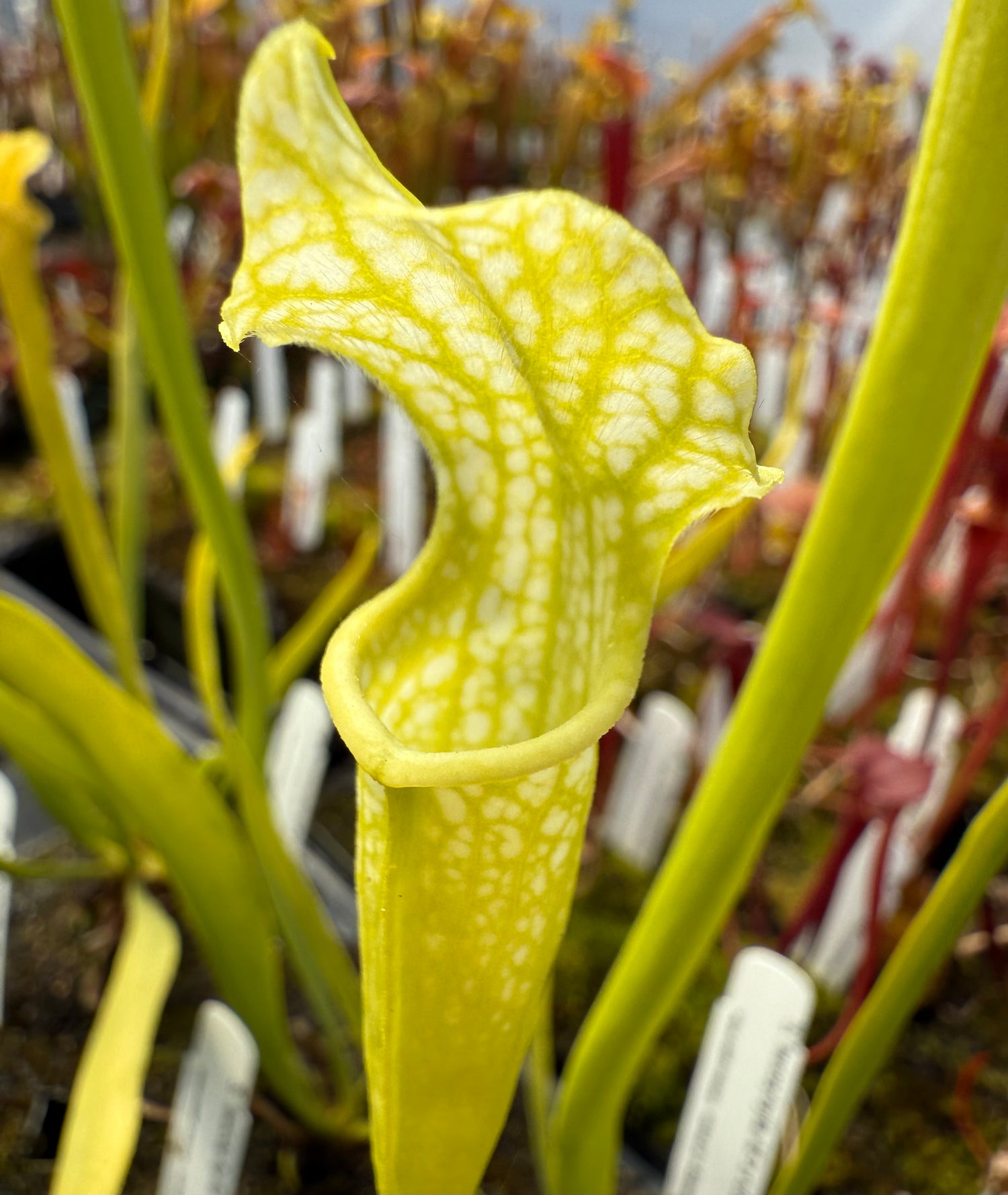 Sarracenia leucophylla anthocyanin-free x  rubra ssp. gulfensis anthocyanin-free DG Potted
