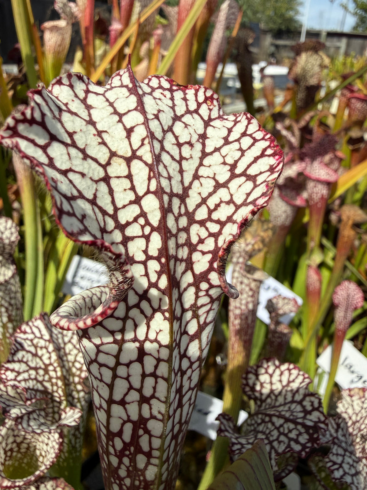 Sarracenia leucophylla "purple and white" CK Potted