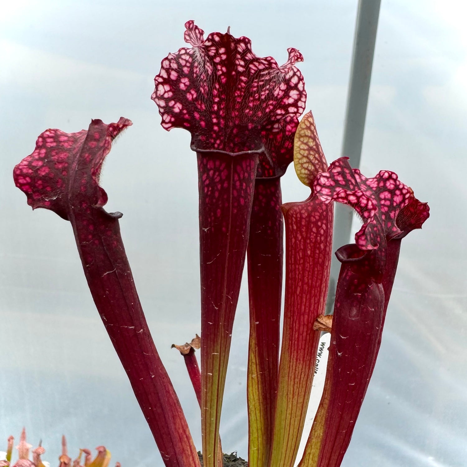 Sarracenia x 'Judith Hindle' Potted